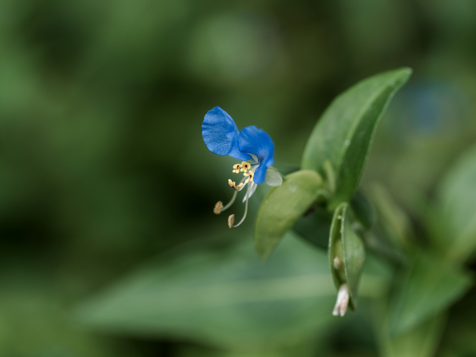 Flor azul vibrante floreciendo entre hojas verdes