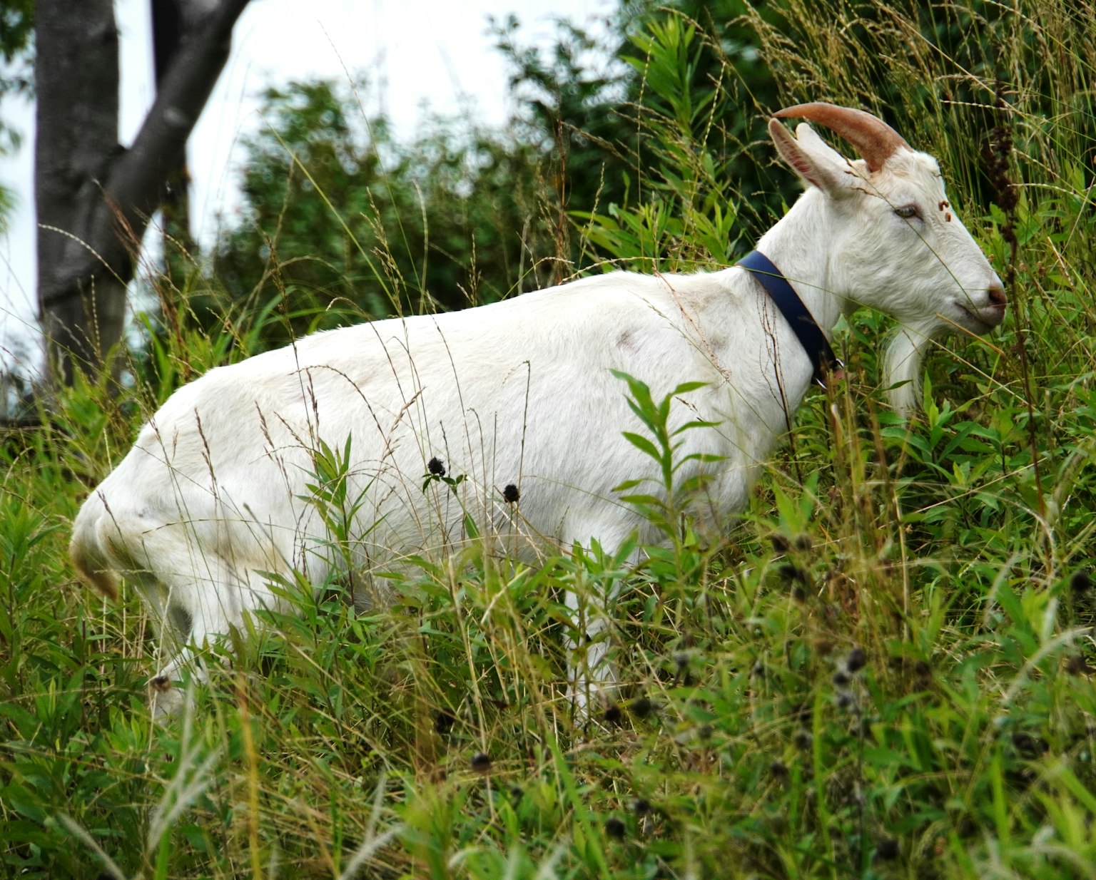Una cabra blanca de pie en un área cubierta de hierba