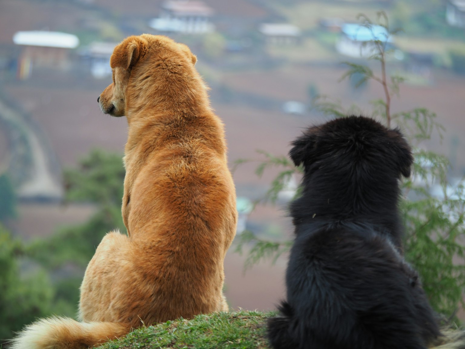 Deux chiens assis sur une colline surplombant un paysage pittoresque