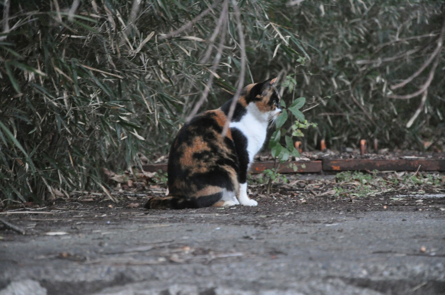 ์ก์ ๊ณ ์์ด๊ฐ ๋ค๋ถ ์ฌ์ด์ ์์ ์๋ ๋ชจ์ต