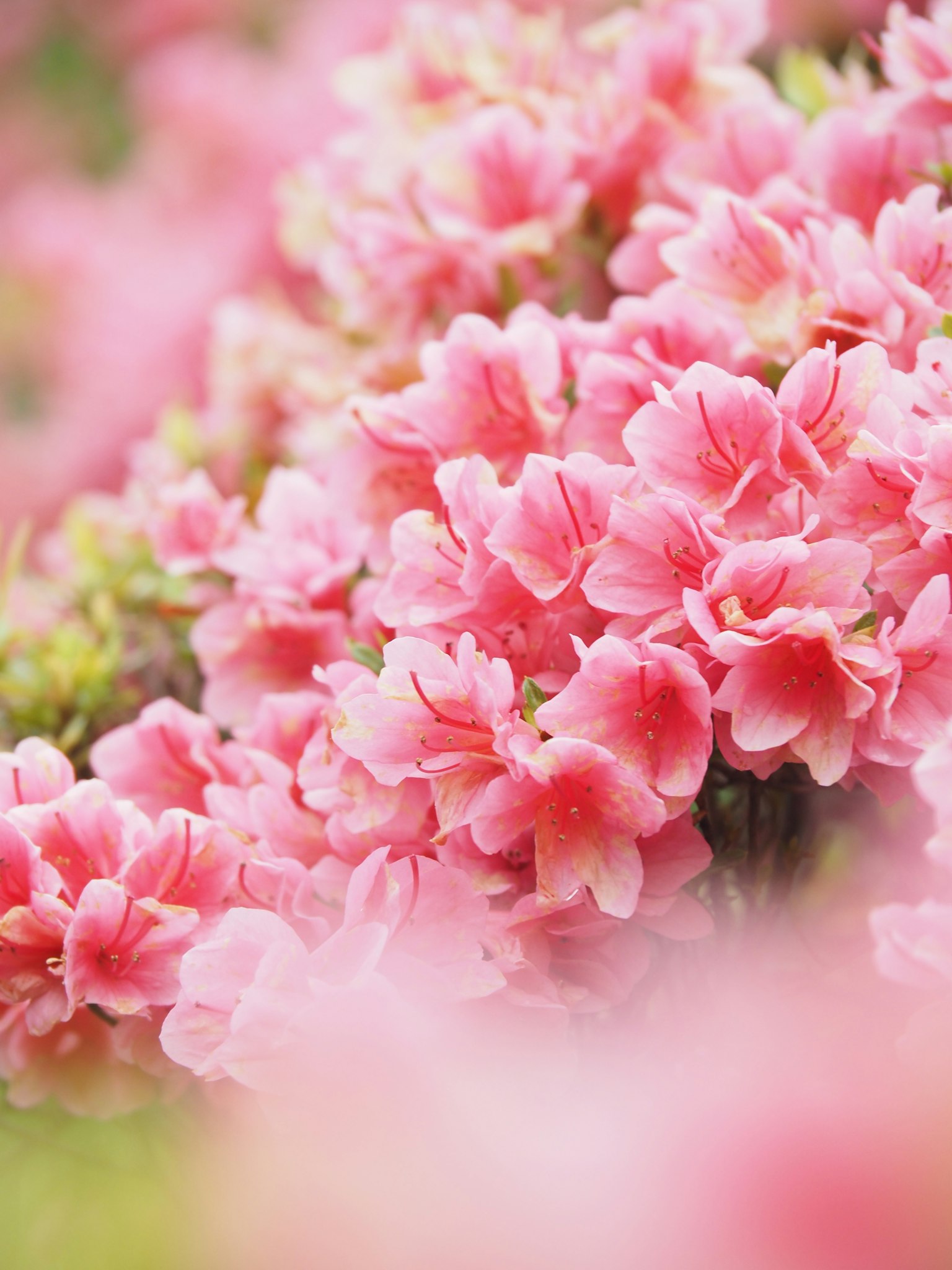 Nahaufnahme von schönen rosa Azaleenblüten in voller Blüte