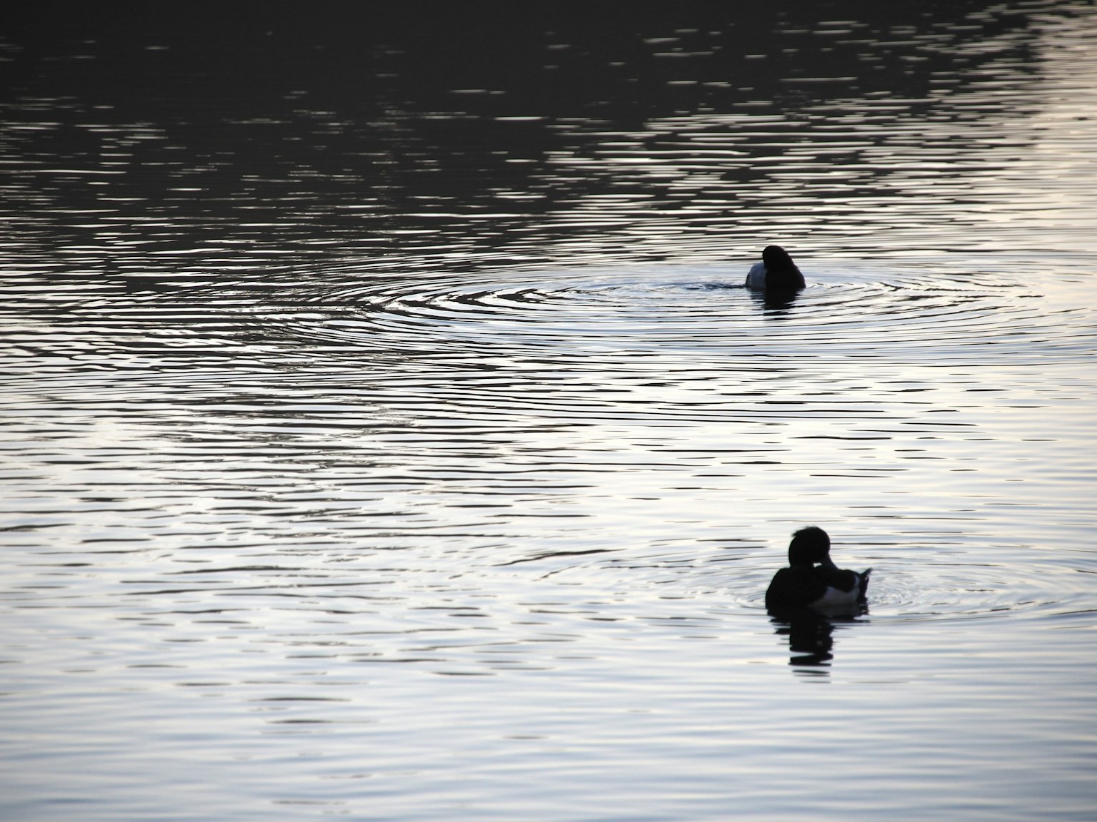 Silhouette de deux canards nageant à la surface de l'eau