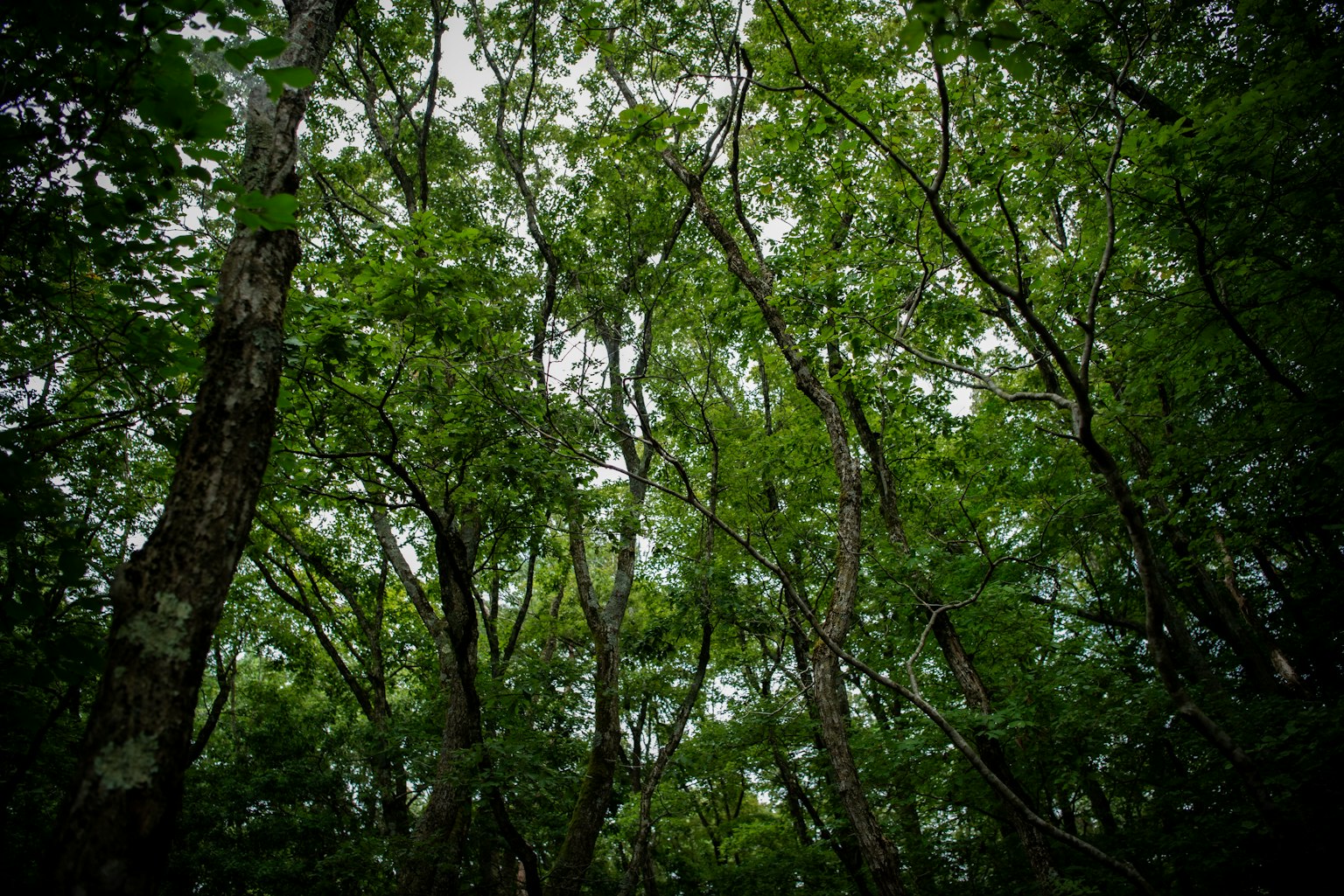 Vue vers le haut de grands arbres verts dans une forêt dense