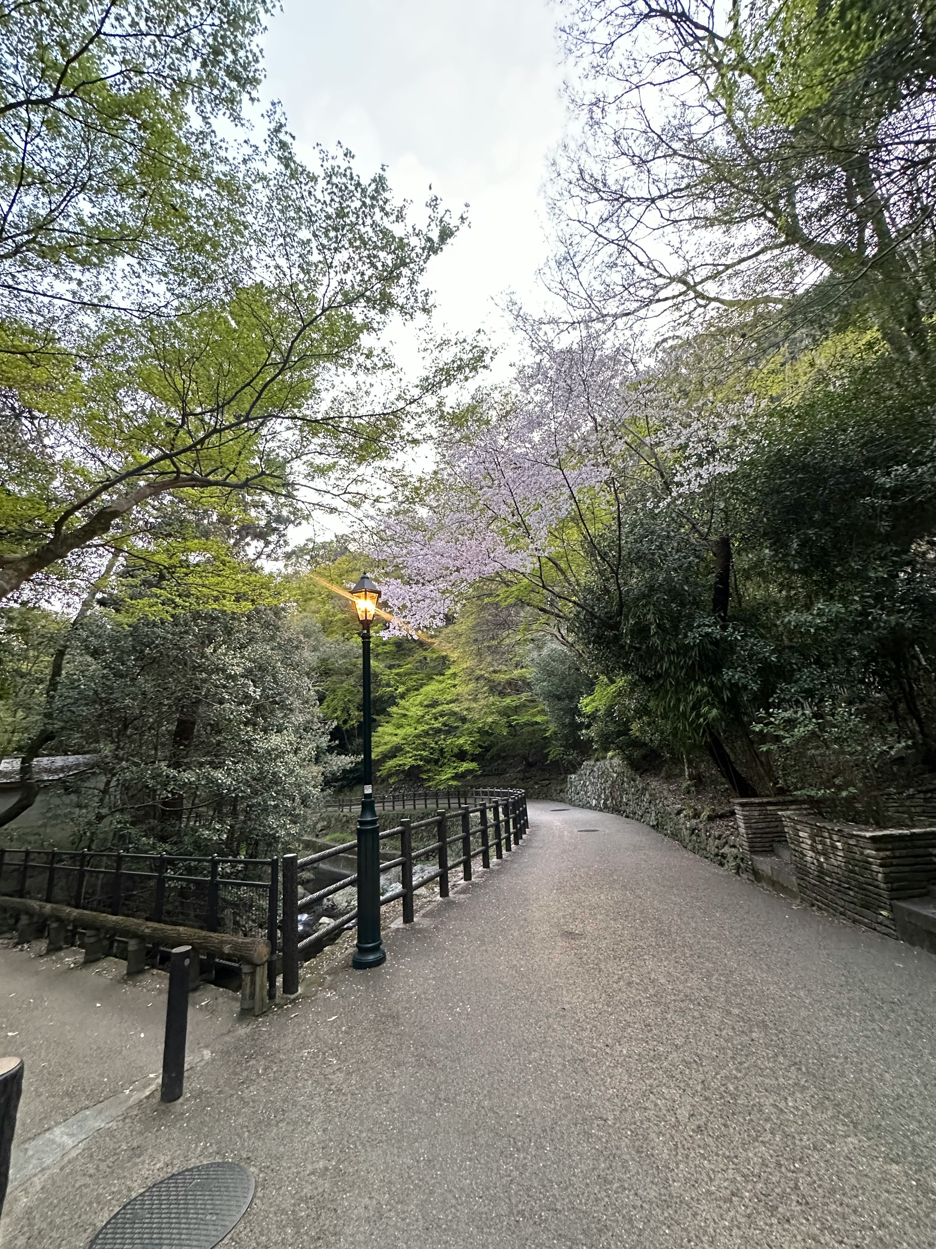 桜並木の続く小道と川沿いの緑