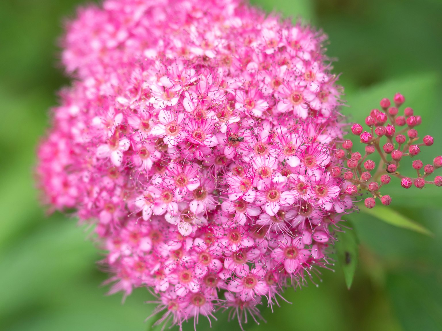 Ein Cluster lebhafter rosa Blumen mit grünen Blättern im Hintergrund