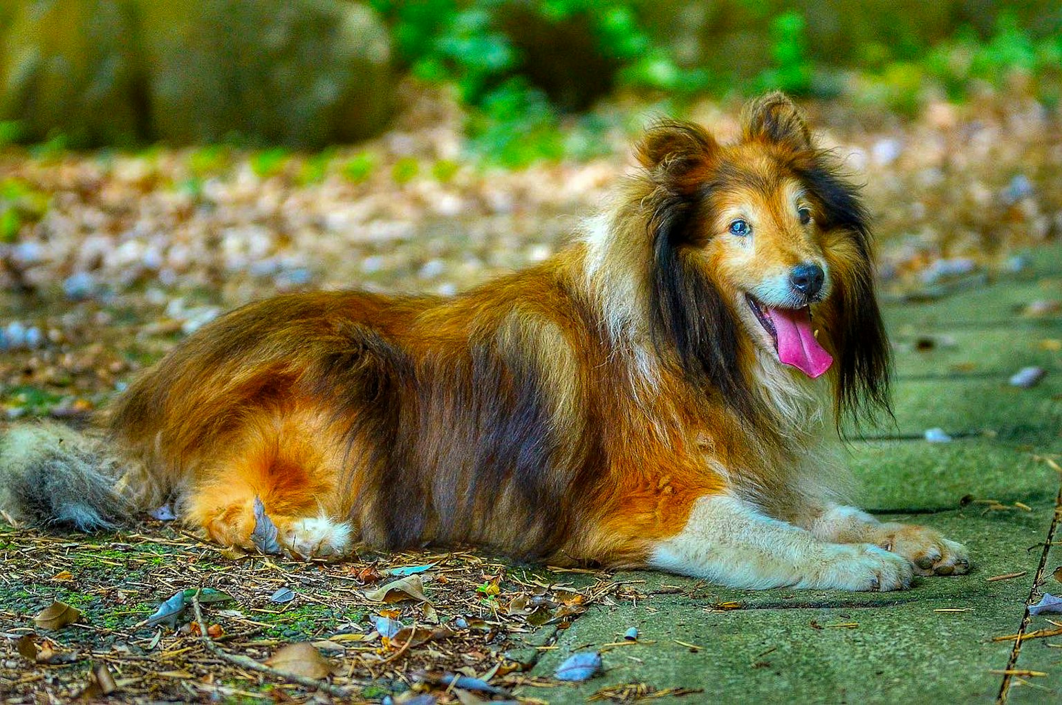 一隻躺在公園裡的柯利犬色彩鮮豔的毛髮和快樂的表情