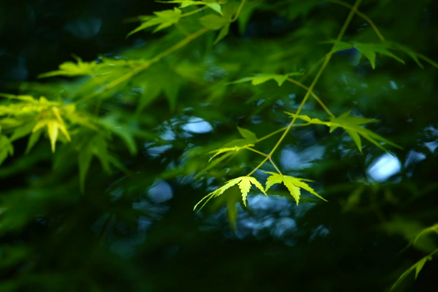 Green leaves with a blurred background of Japanese maple