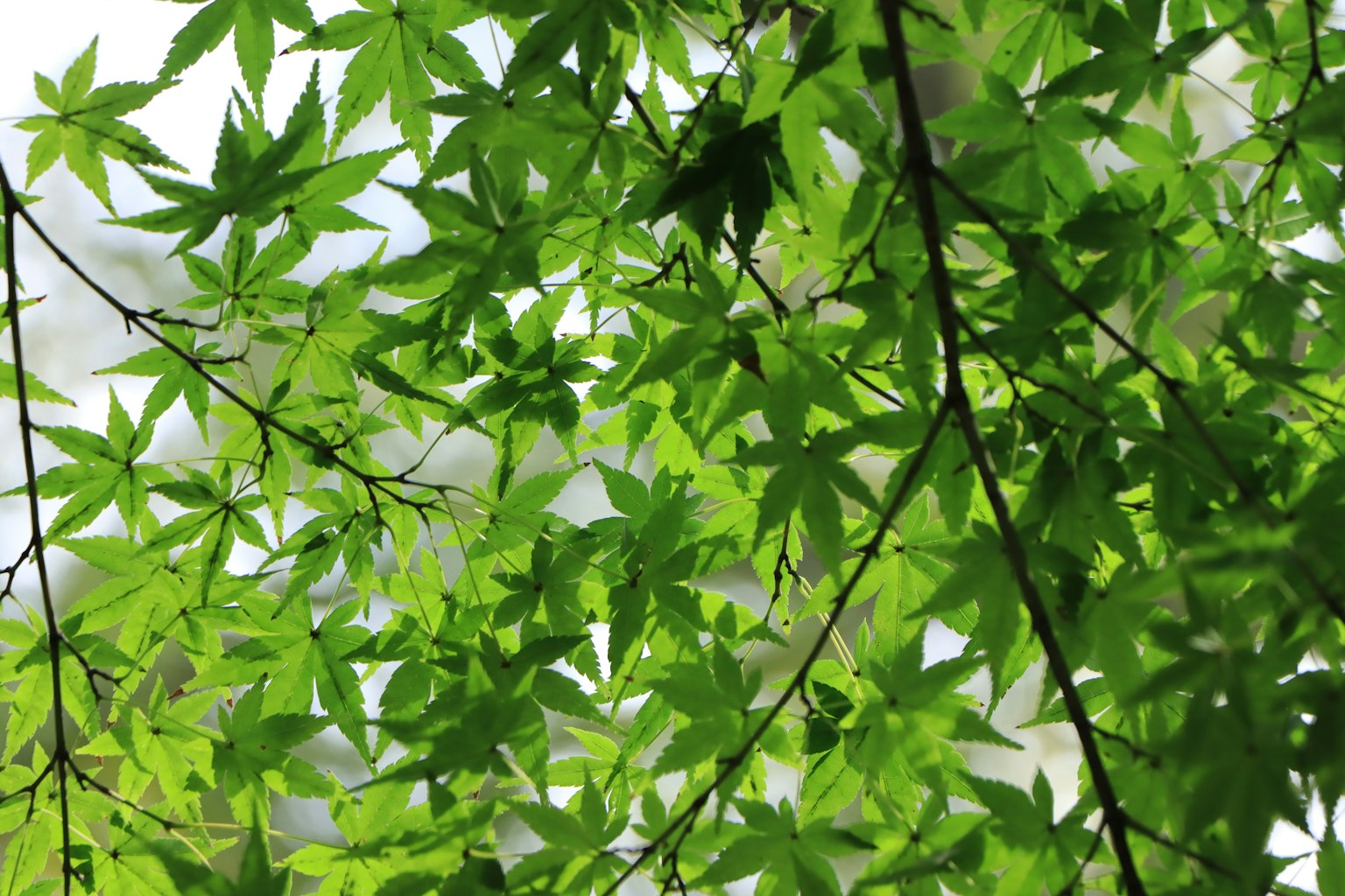 Pemandangan daun maple hijau yang subur