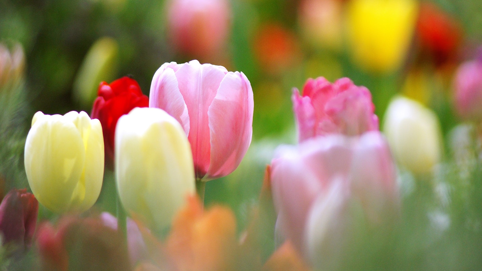 特写色彩缤纷的郁金香花园