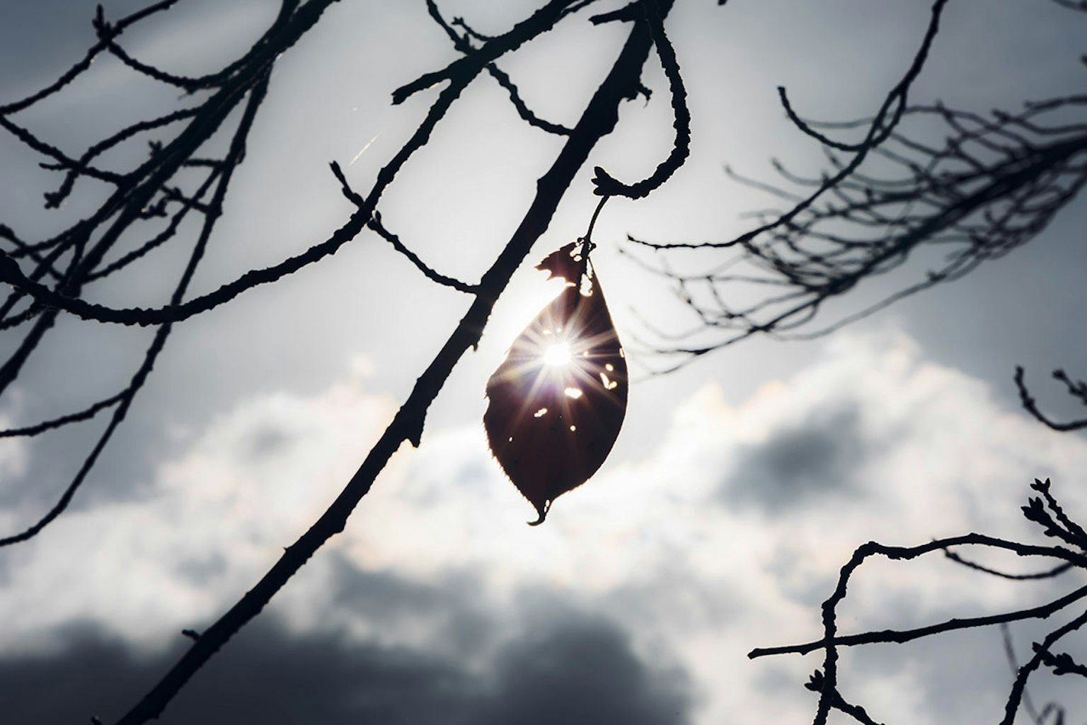 Blatt hängt an einem Zweig mit Sonnenlicht, das hindurchscheint