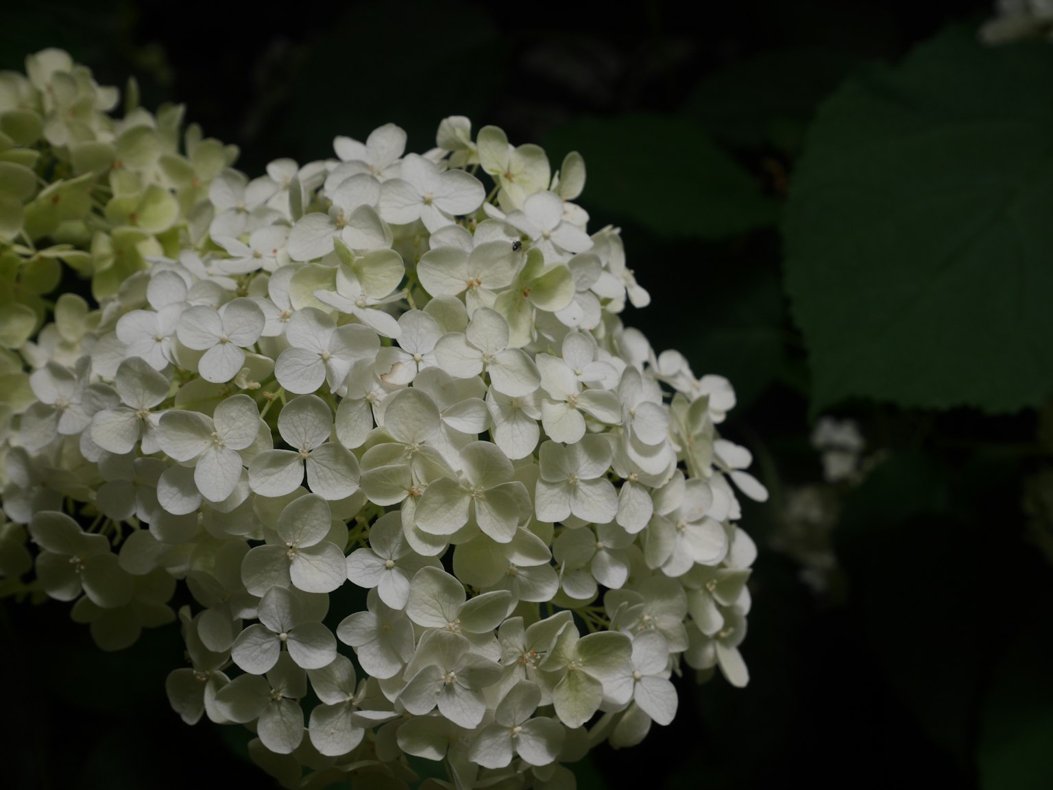 Büschel weißer Blumen vor grünem Blatt Hintergrund