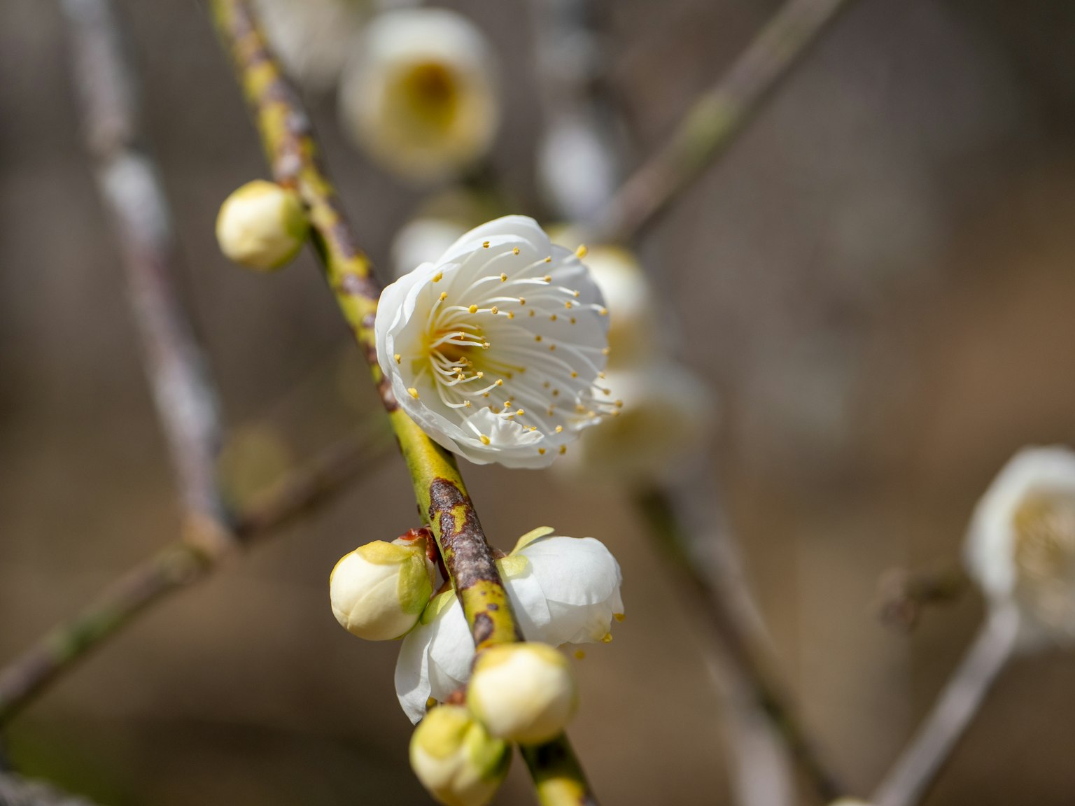 Close-up of a branch with white plum blossoms and buds
