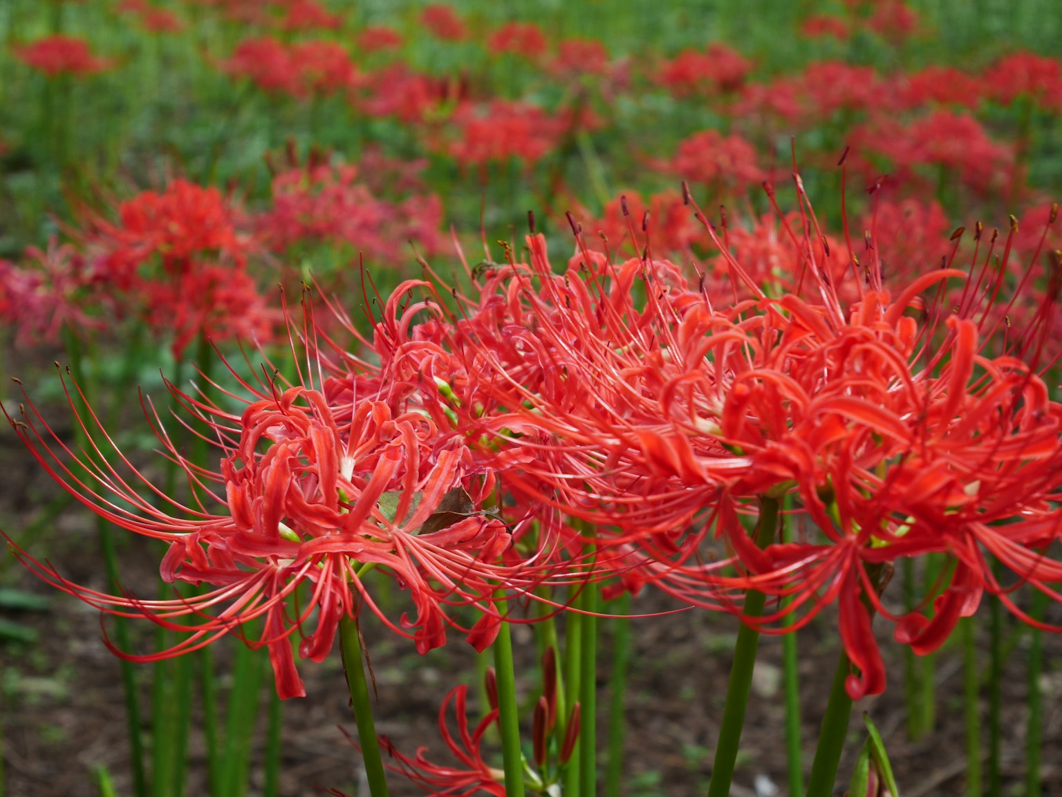 Ein Feld mit blühenden roten Spinnenlilien