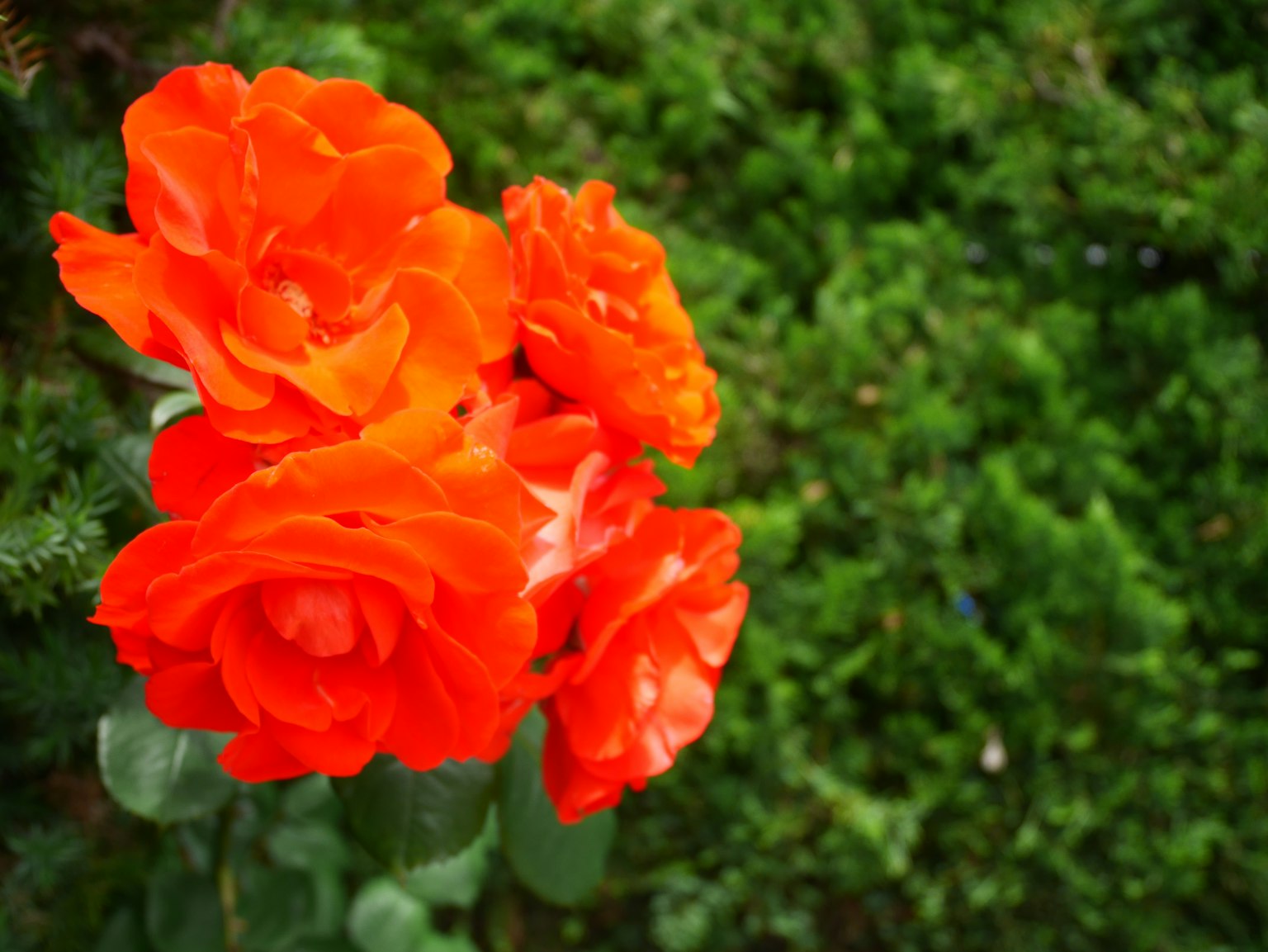 กุหลาบสีส้มสดใสเบ่งบานบนพื้นหลังสีเขียว