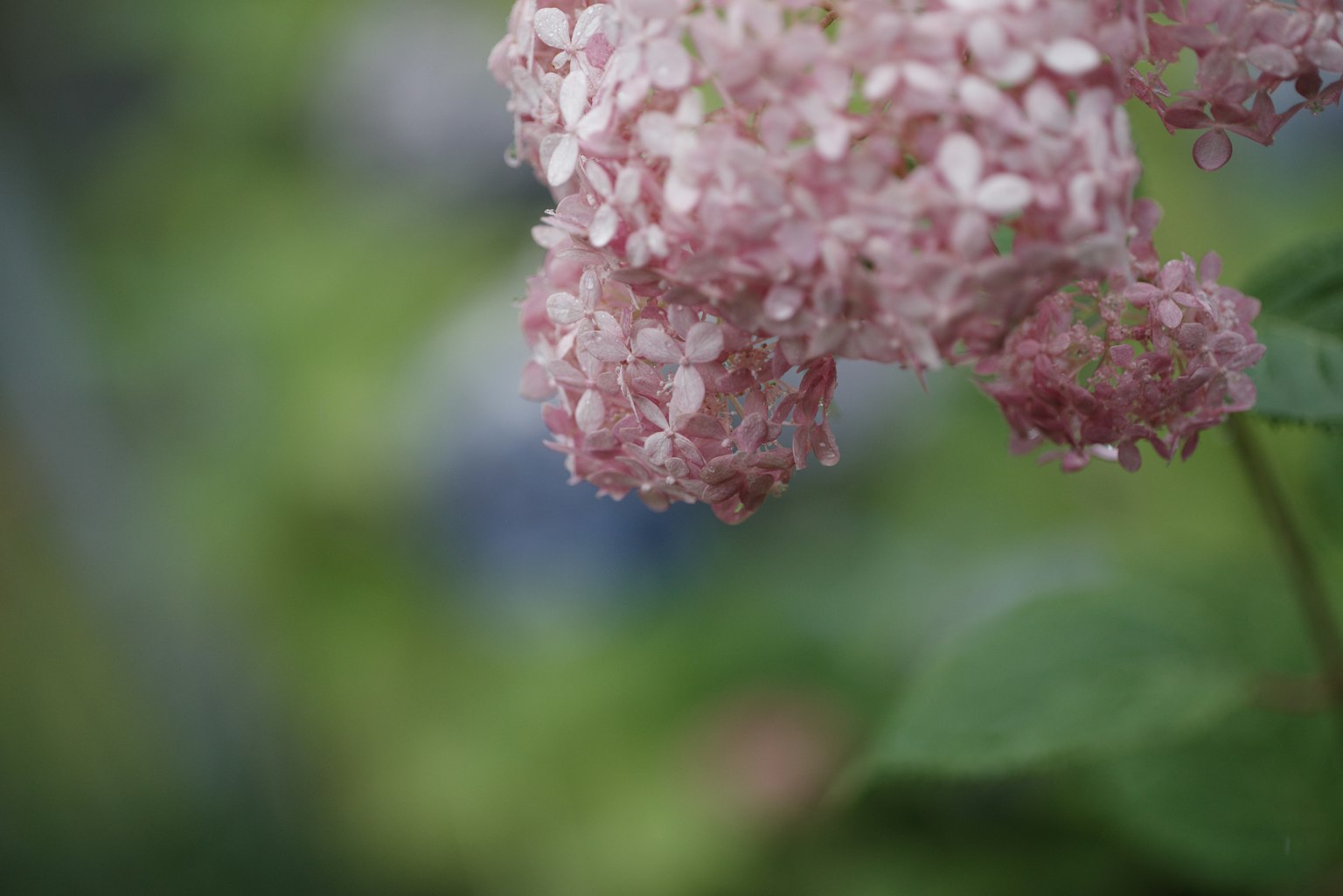 Gros plan de fleurs d'hortensia rose pâle avec un arrière-plan vert flou