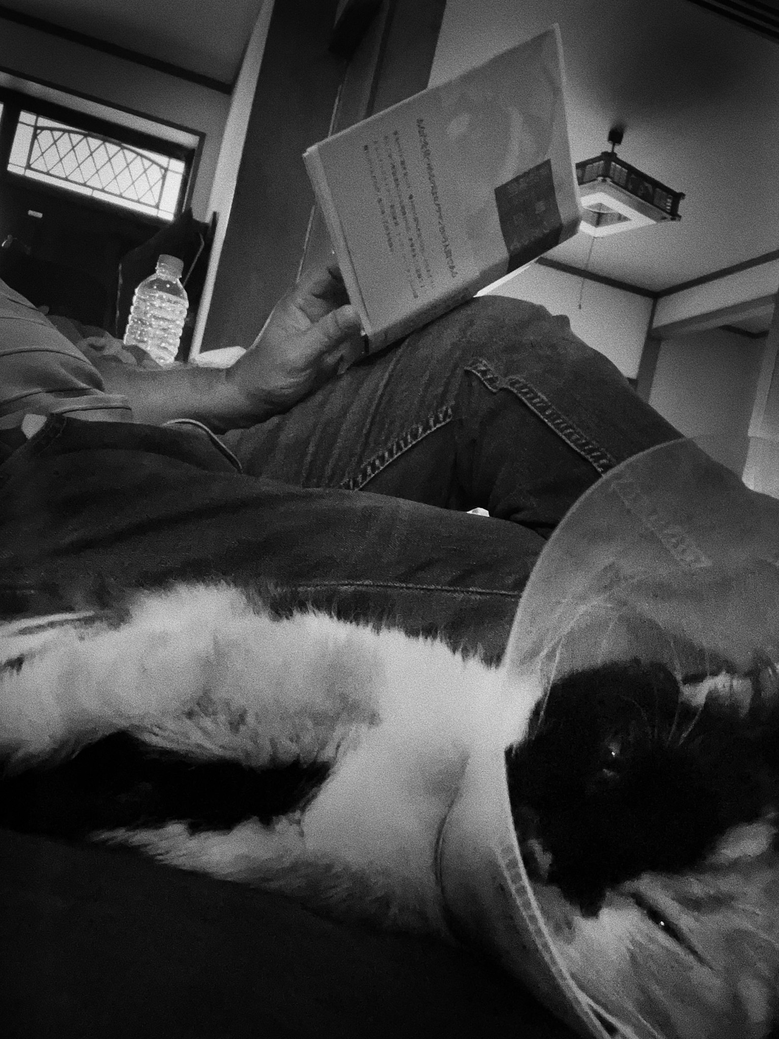 Eine schwarz-weiße Katze mit einem elisabethanischen Kragen, die neben einer Person liegt, die ein Buch liest