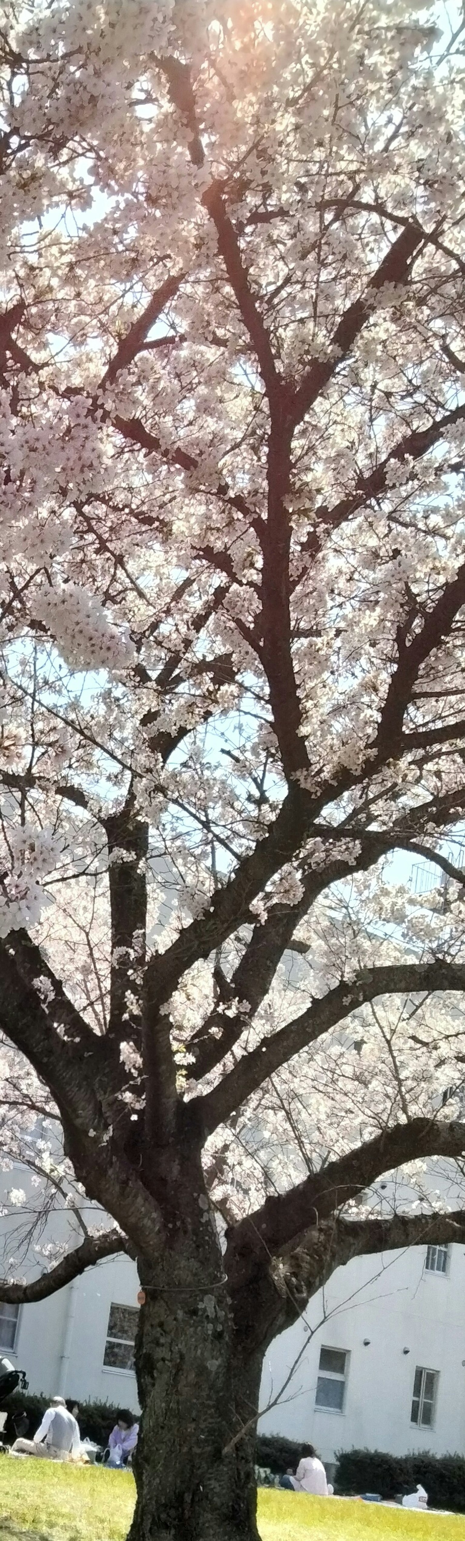 櫻花樹與盛開的花朵和樹枝