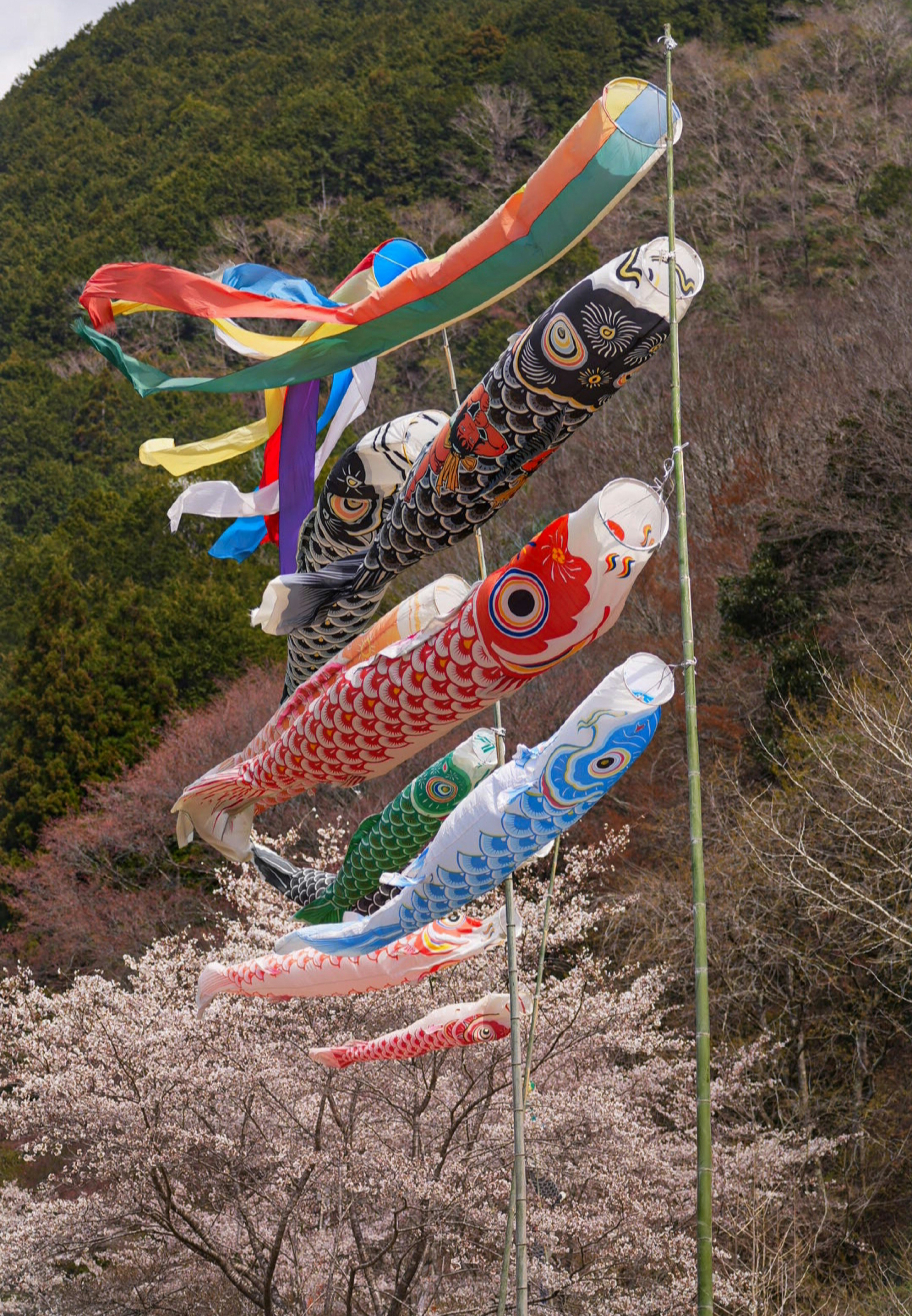 春の山あいに泳ぐ鯉のぼりと桜の花咲く広場