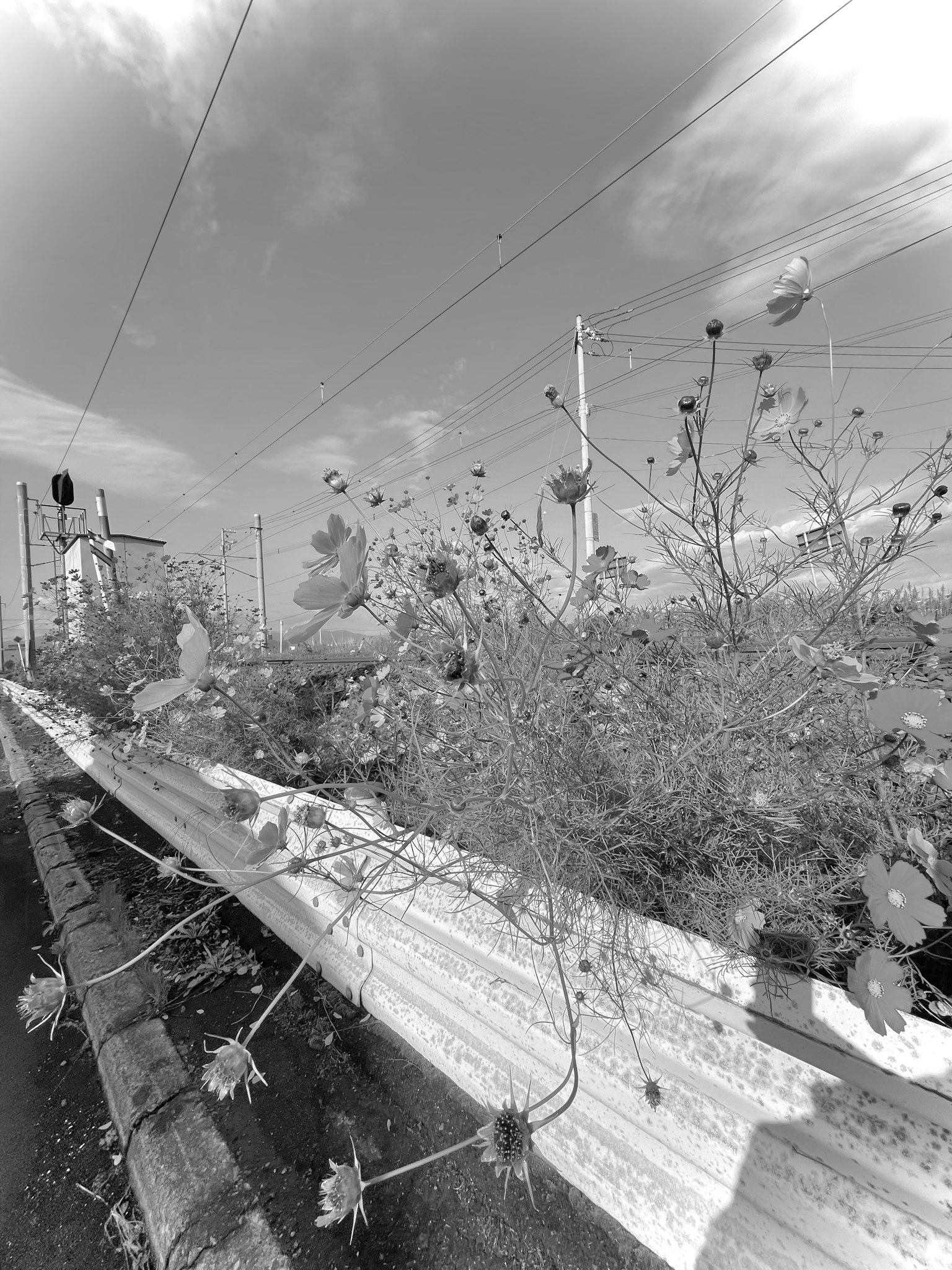 ภาพขาวดำที่มีดอกไม้ป่ากับเสาไฟฟ้า