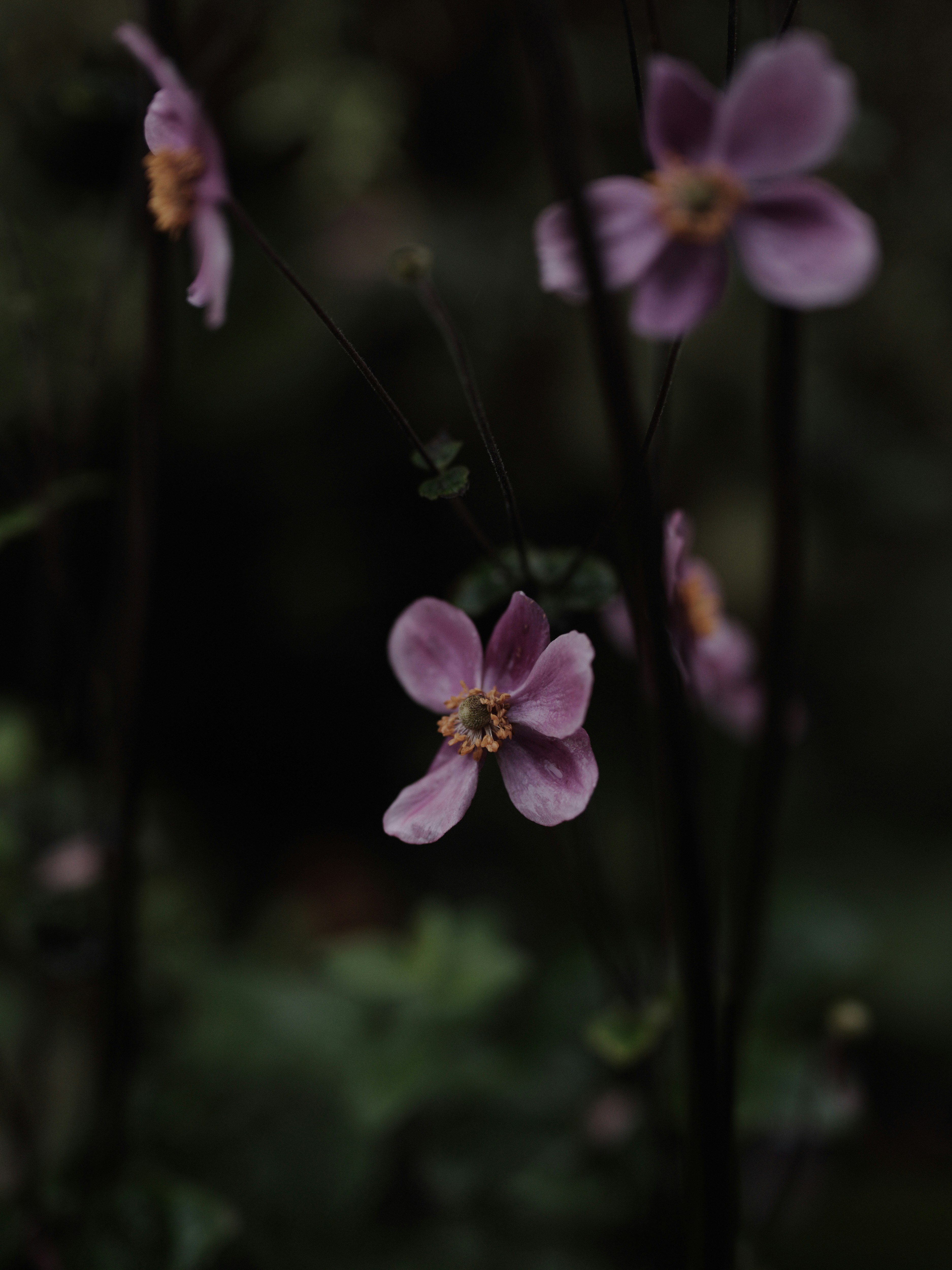 Imagen macro de flores de anémona de Taiwán en floración suave