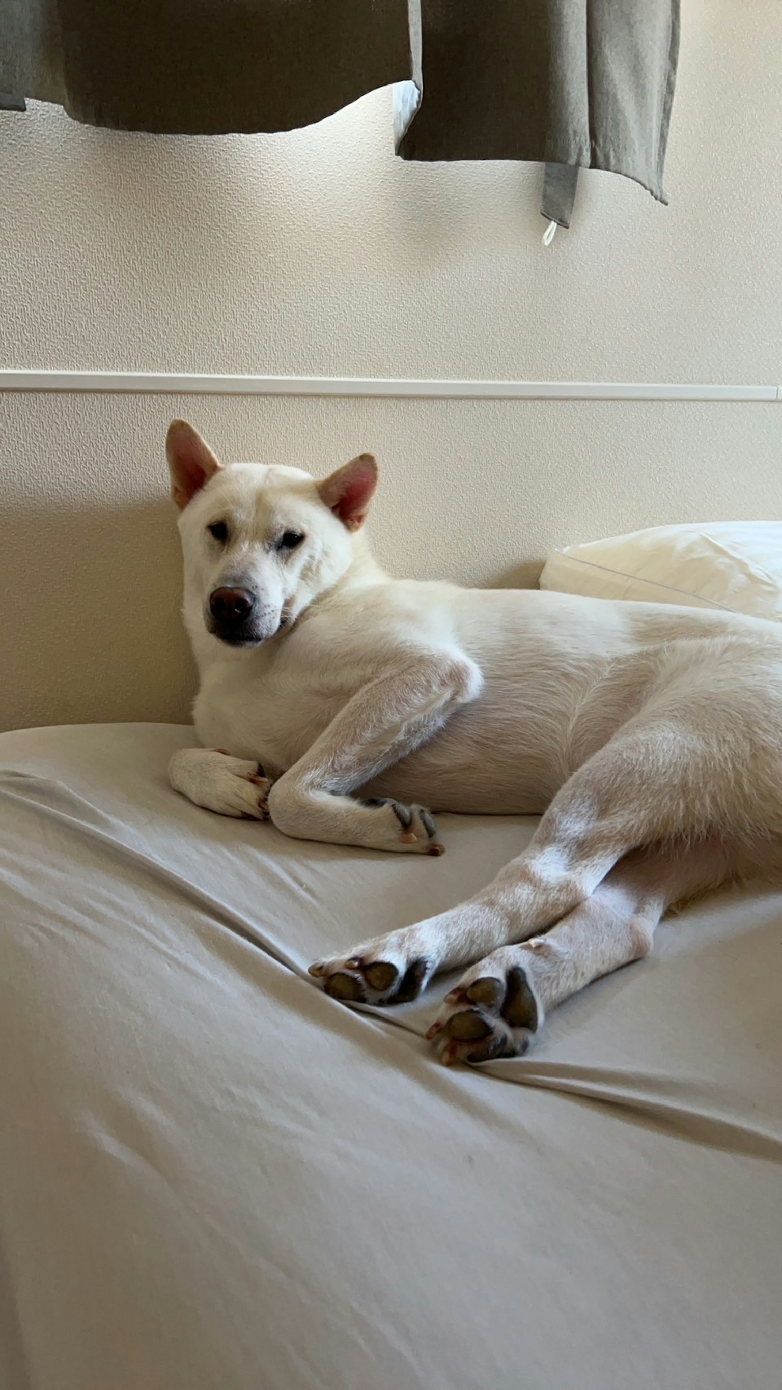 Seekor anjing putih bersantai di atas tempat tidur