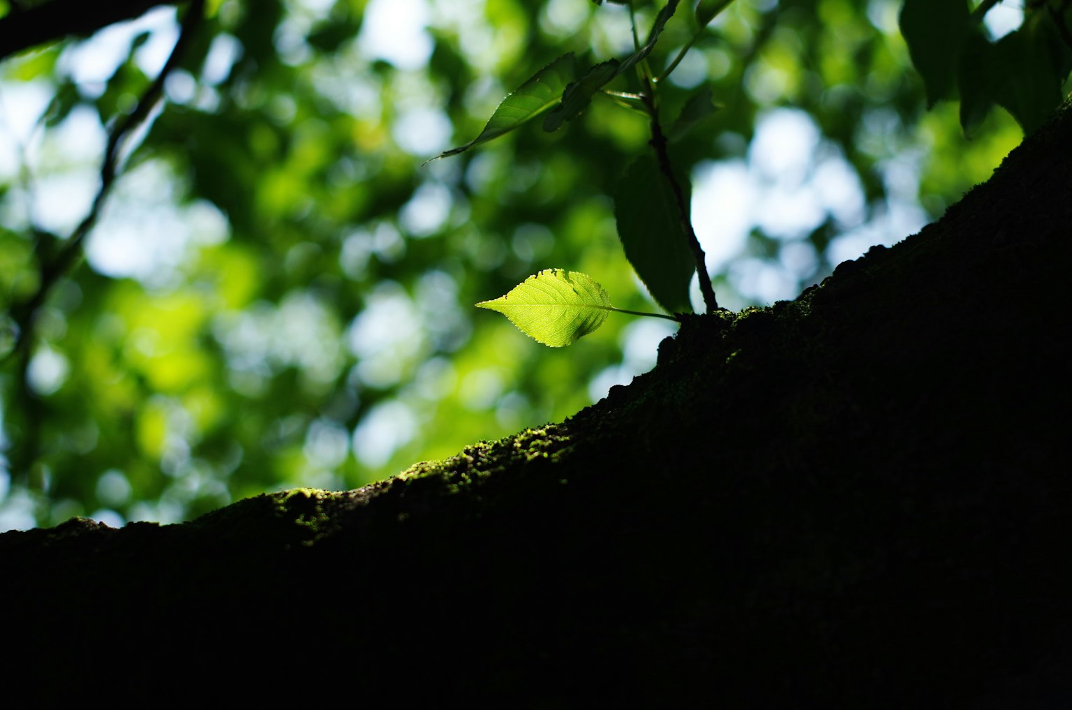 Gros plan sur des feuilles vertes et un tronc d'arbre avec un fond lumineux mettant en valeur les détails des feuilles