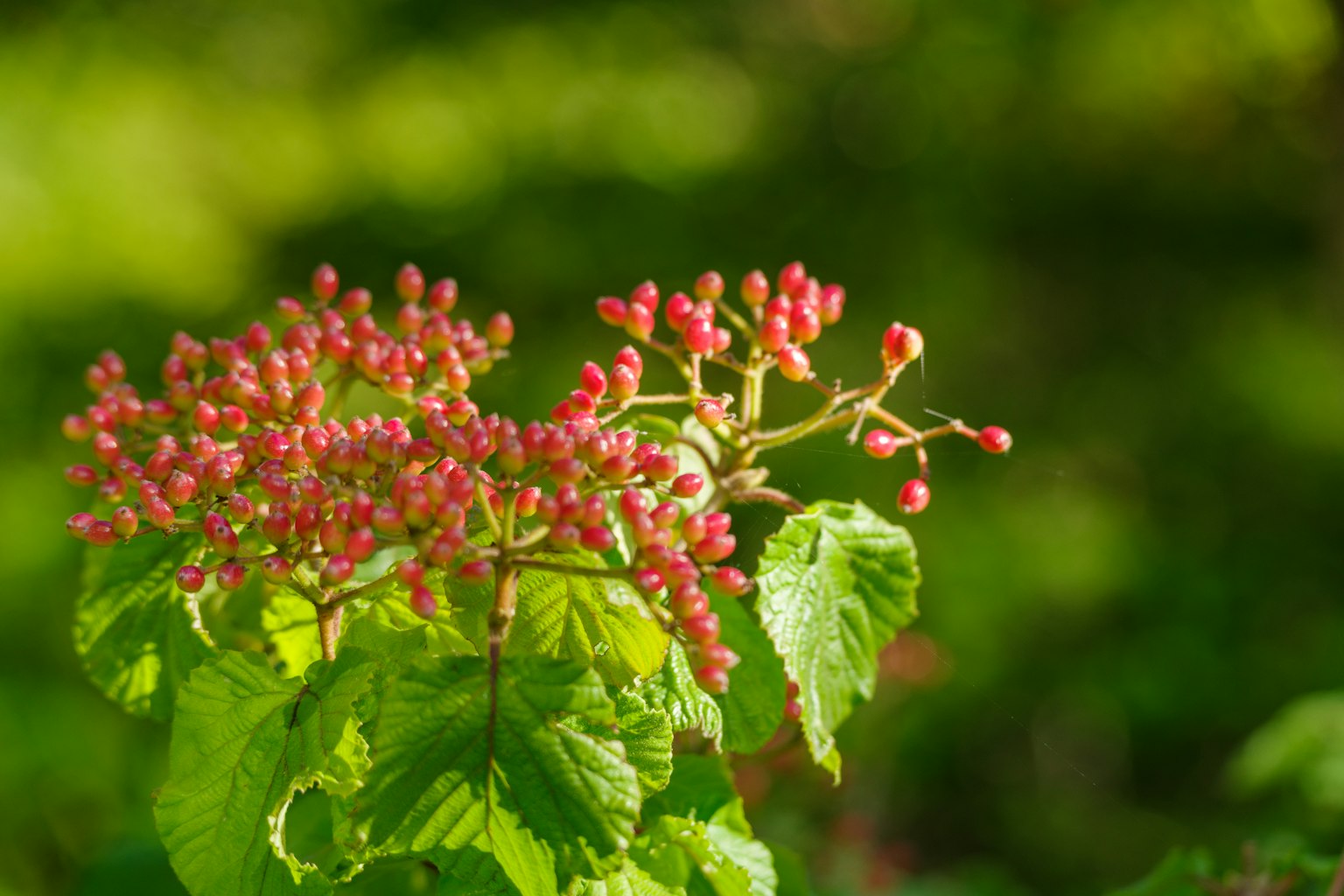 Gros plan d'une plante avec des bourgeons rouges vifs sur un fond vert