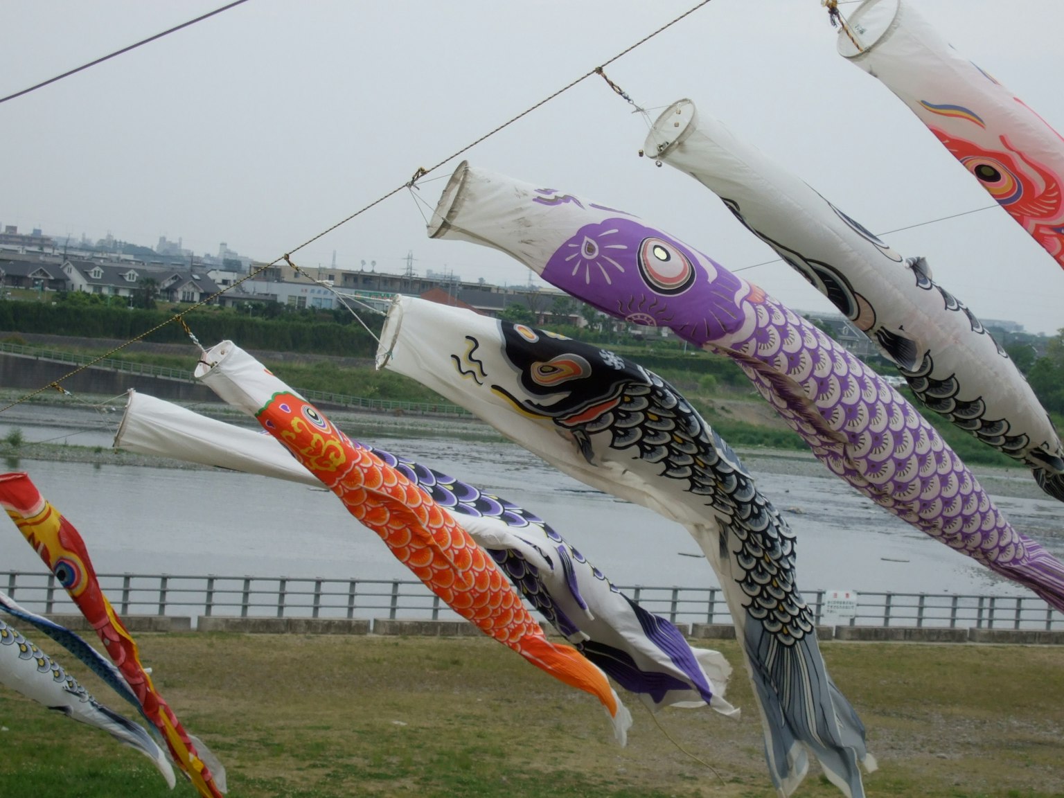 Koinobori coloridos colgando sobre un río moviéndose con el viento