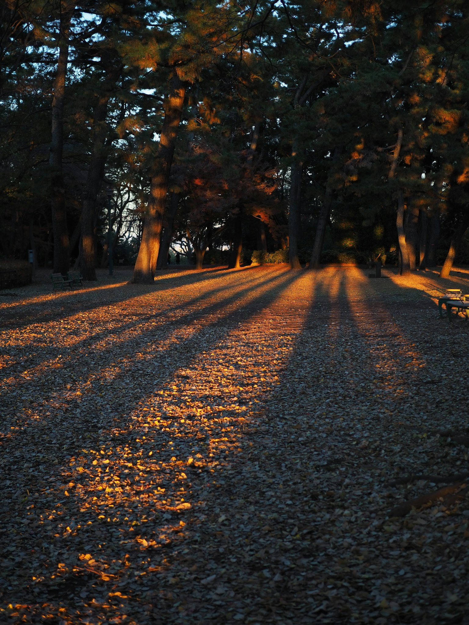 森林中小徑被落葉和夕陽照亮的風景