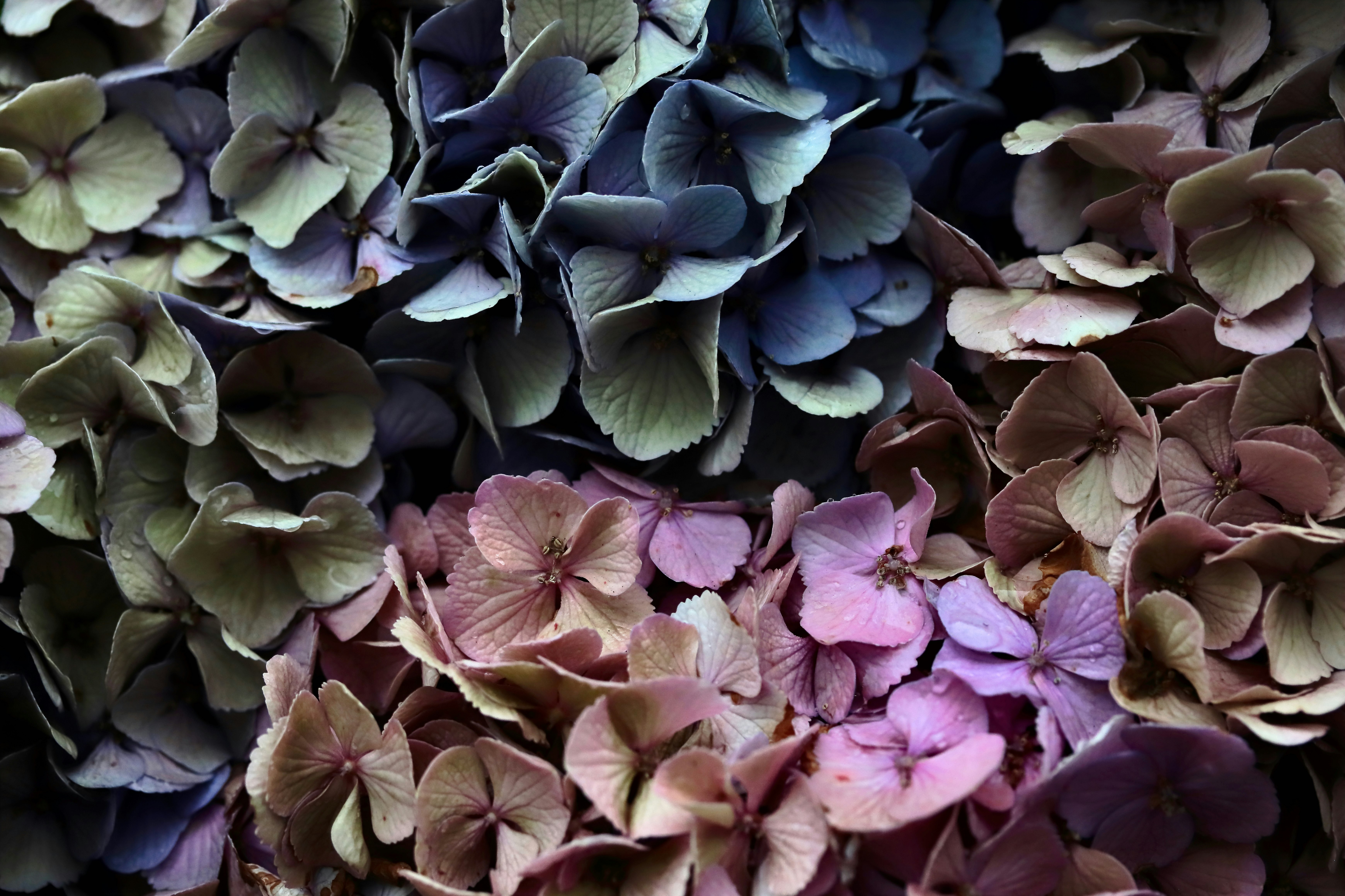 紫陽花の花びらが敷き詰められた花の背景