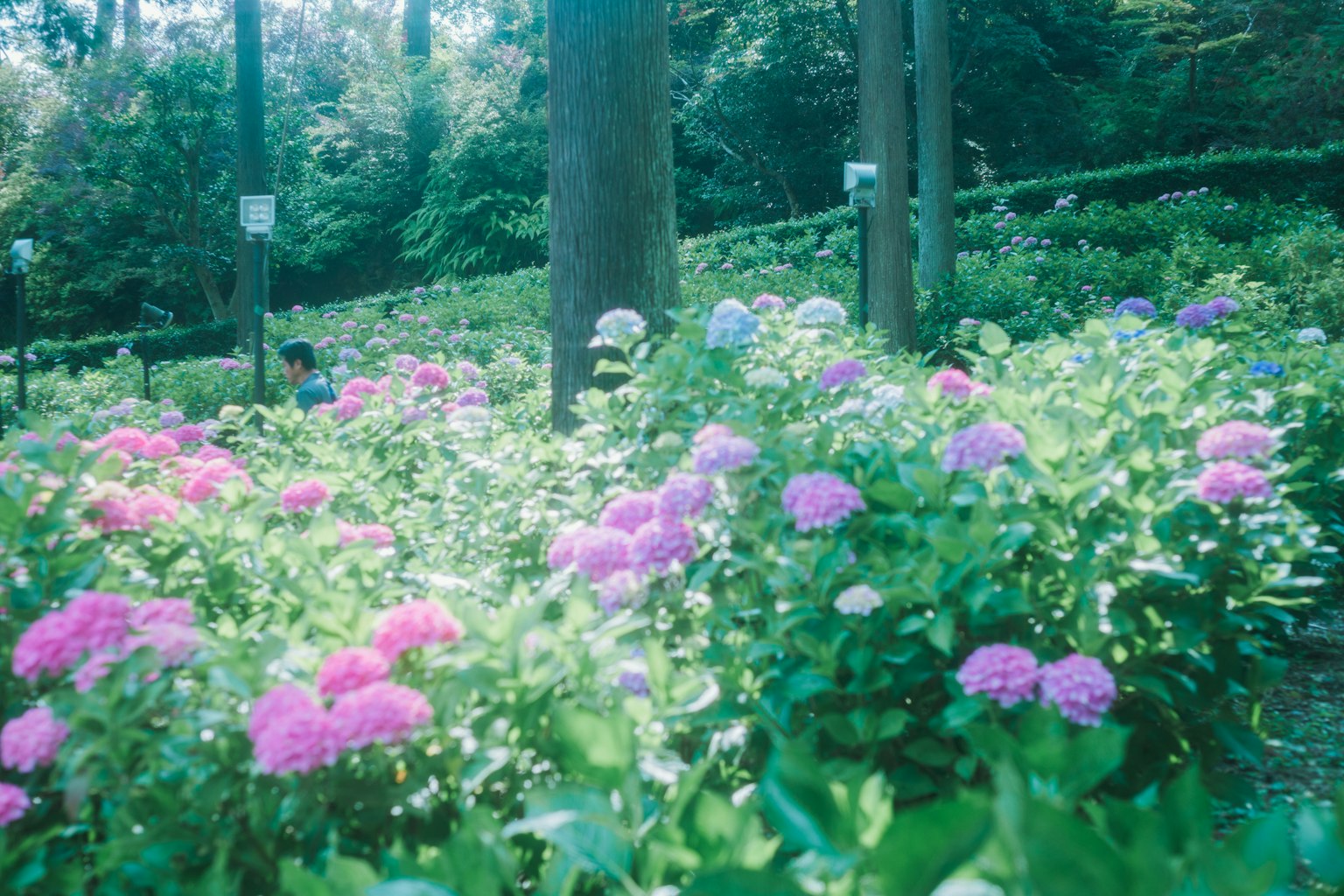 Hortensias colorés en fleurs dans un parc