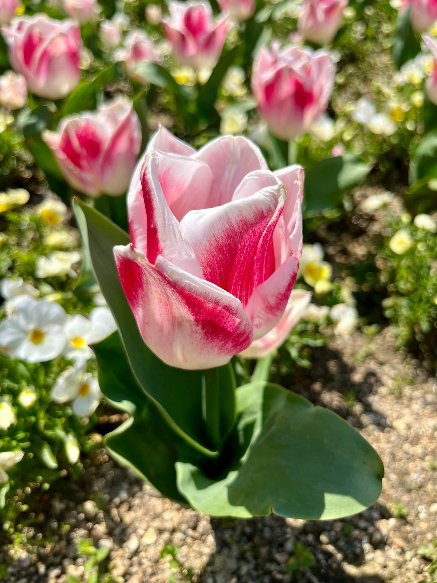 Tulip berwarna pink dan putih sedang mekar di kebun bunga