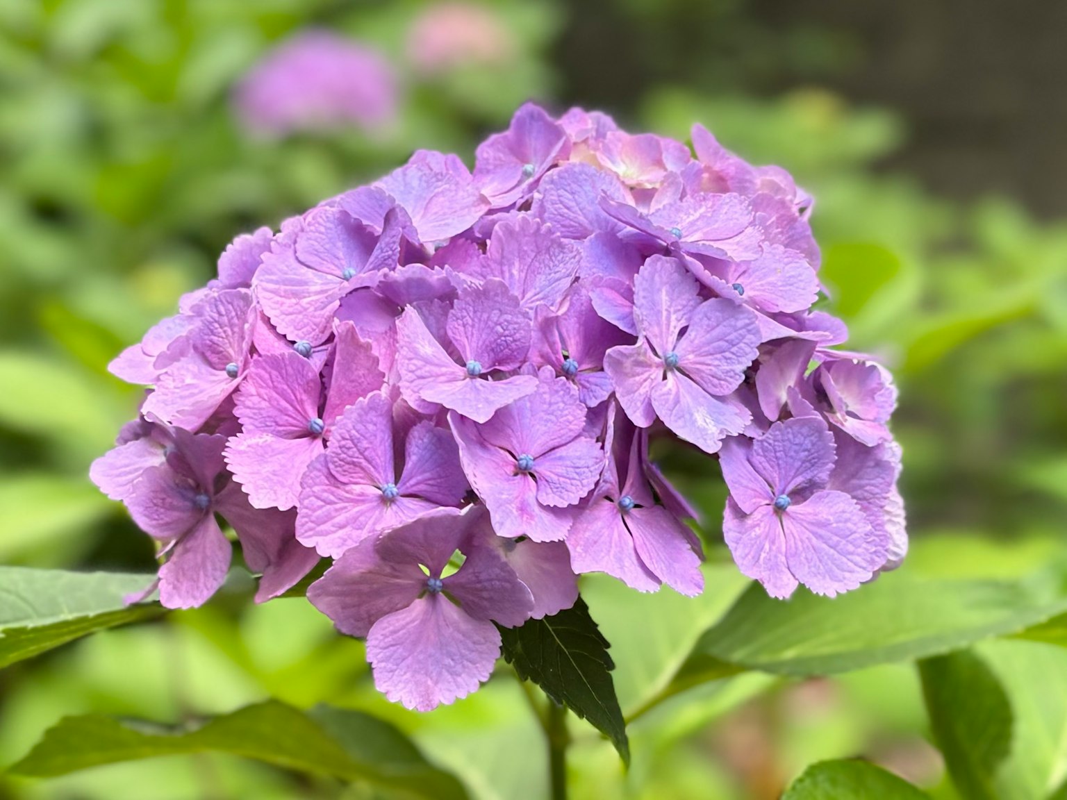 Un grupo de flores de hortensia moradas rodeadas de hojas verdes