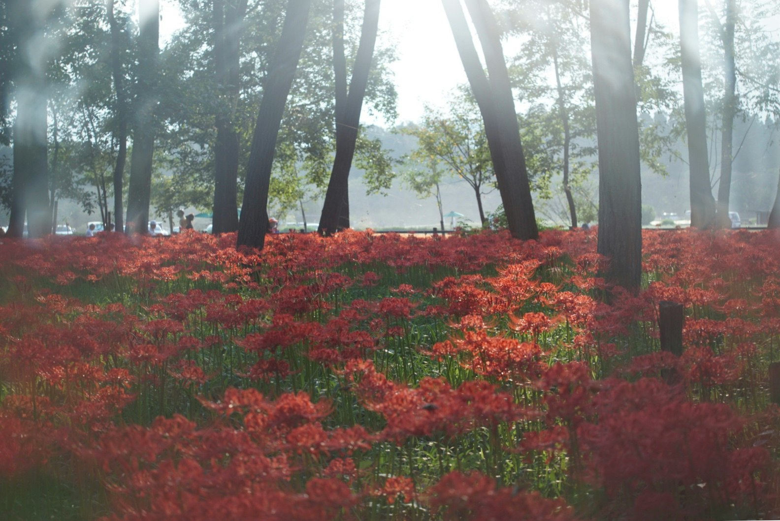 霧の森の中で赤い花が咲く花畑