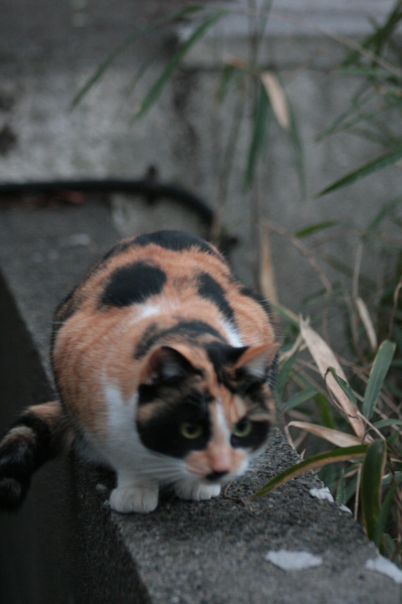 Gatto calico che cammina su un muro di cemento