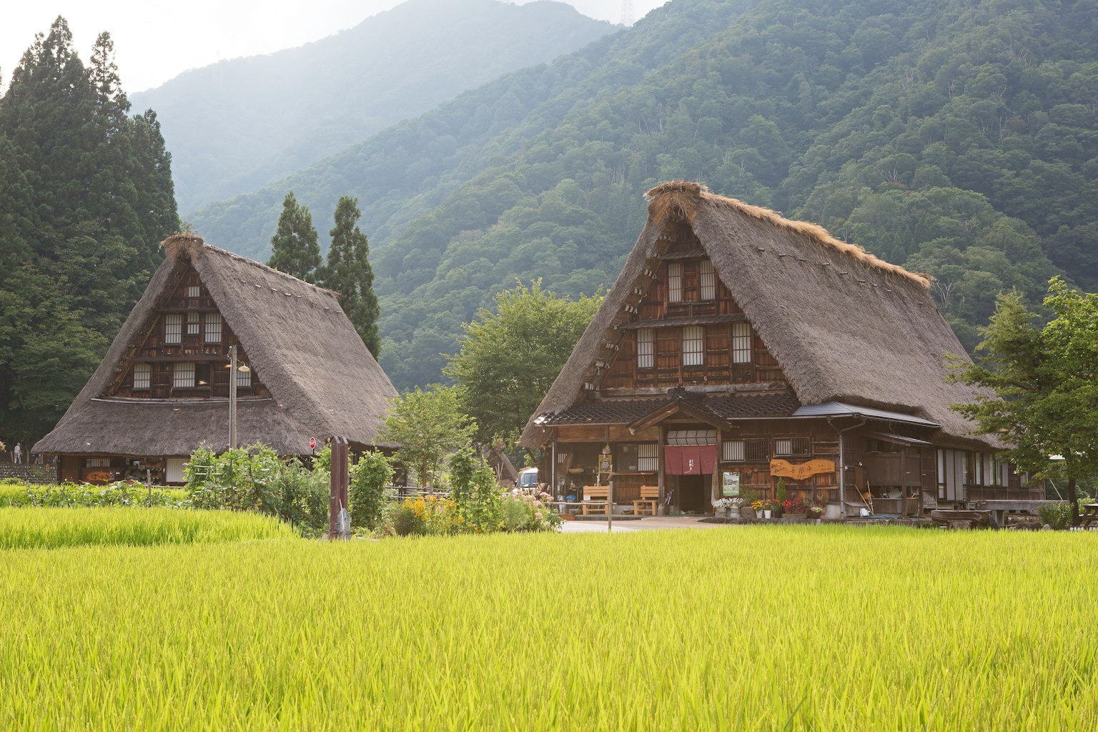 傳統的合掌造屋被山脈和綠色稻田環繞
