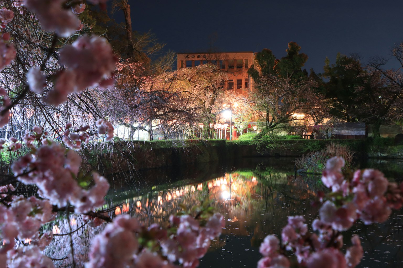 Pemandangan malam bunga sakura di tepi kolam cahaya memantul dari bangunan