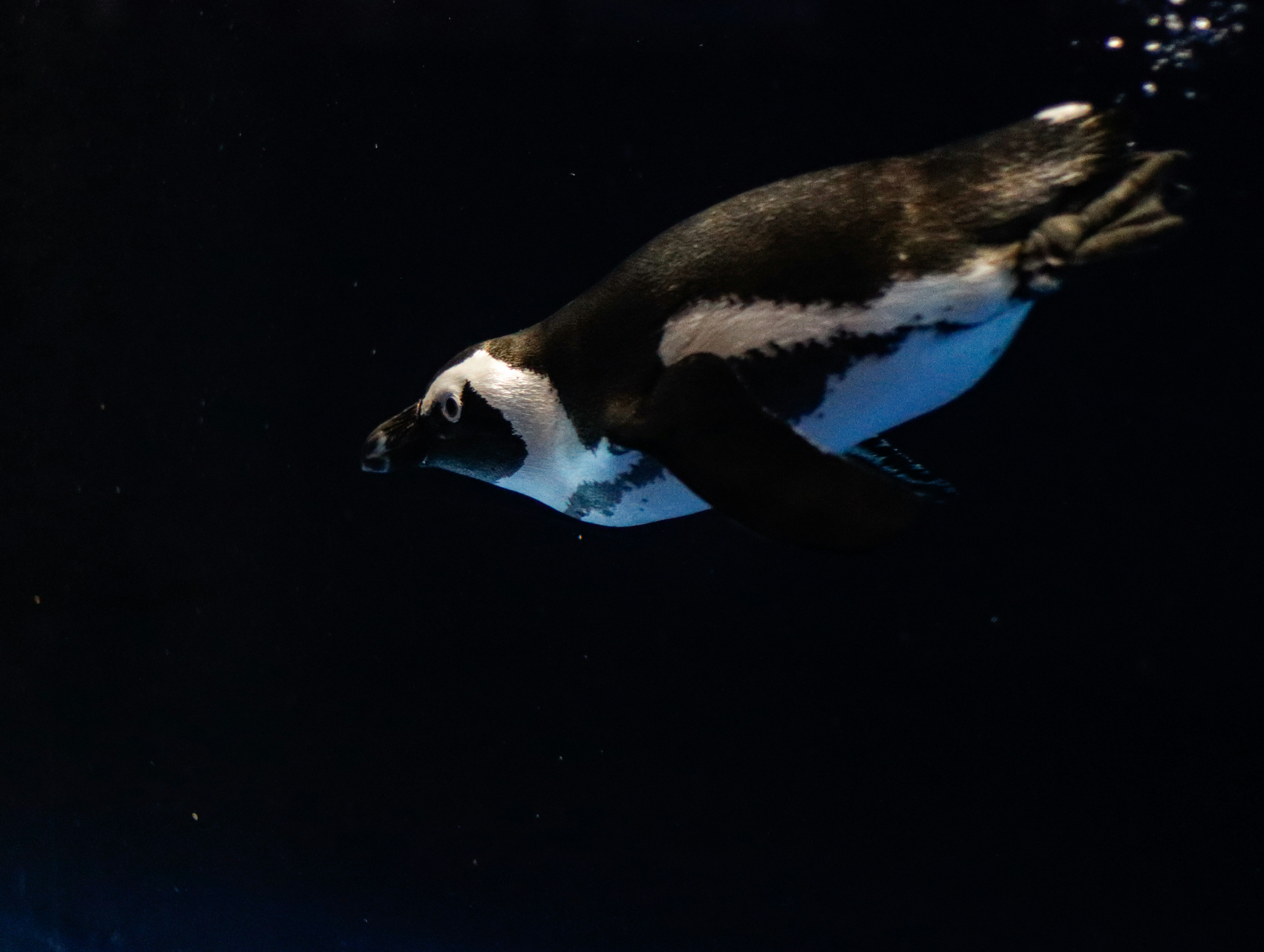 暗い水中を泳ぐペンギンの横顔