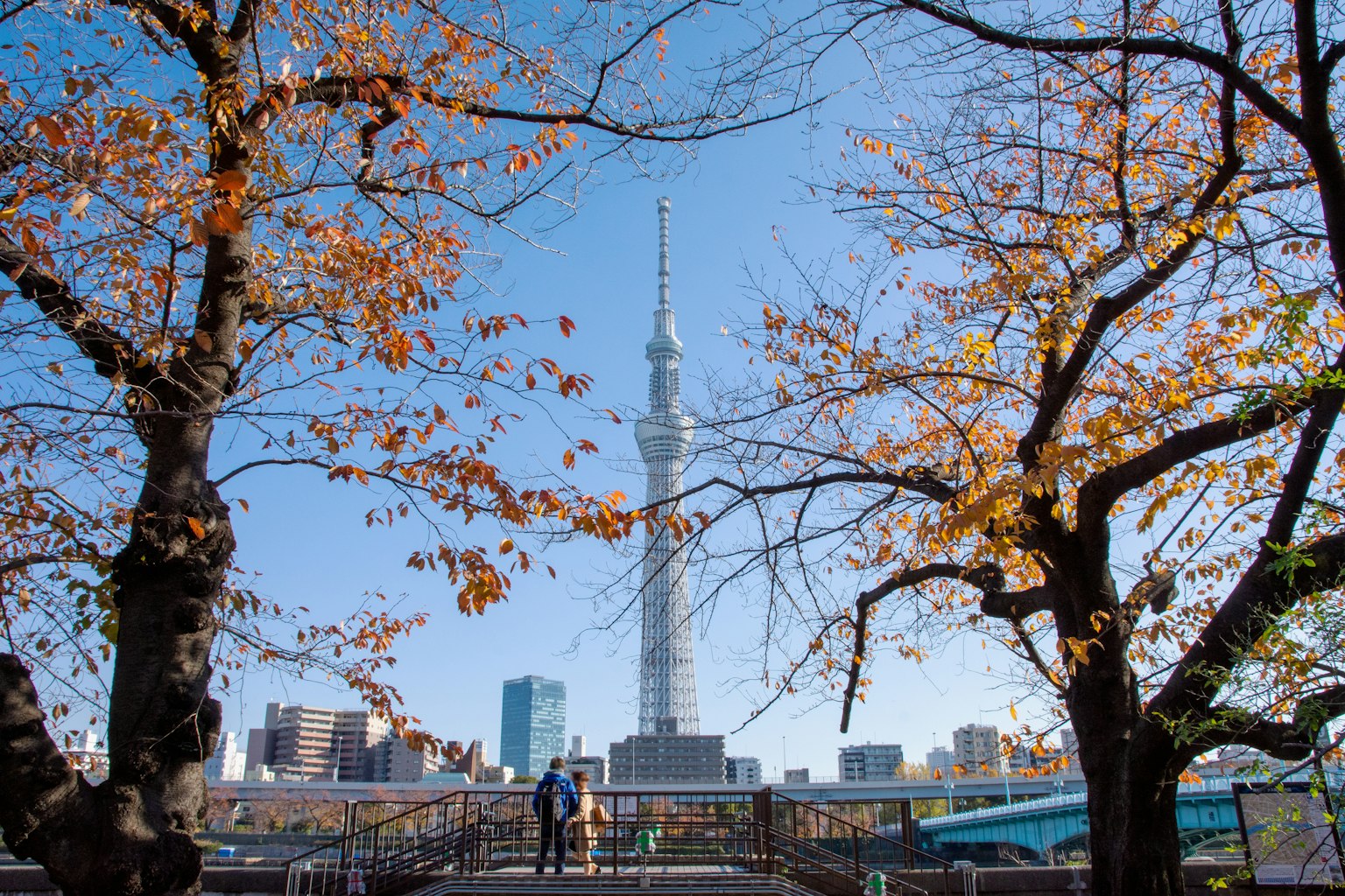 Tokyo Skytree dikelilingi pohon musim gugur