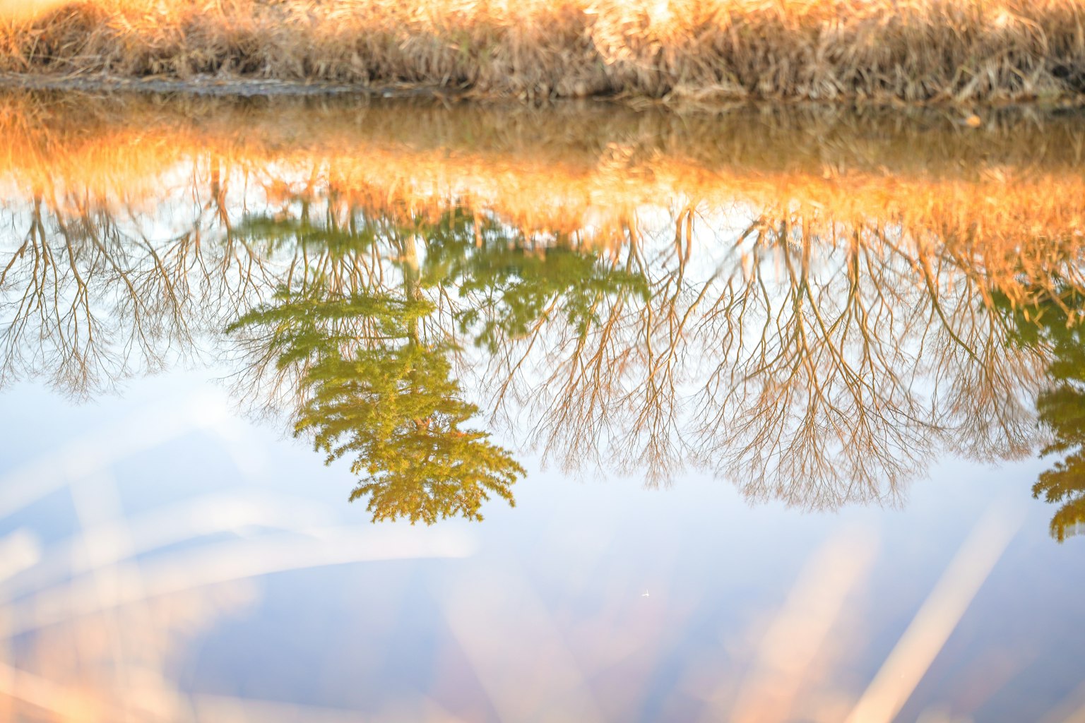平靜的水面映射樹木和草