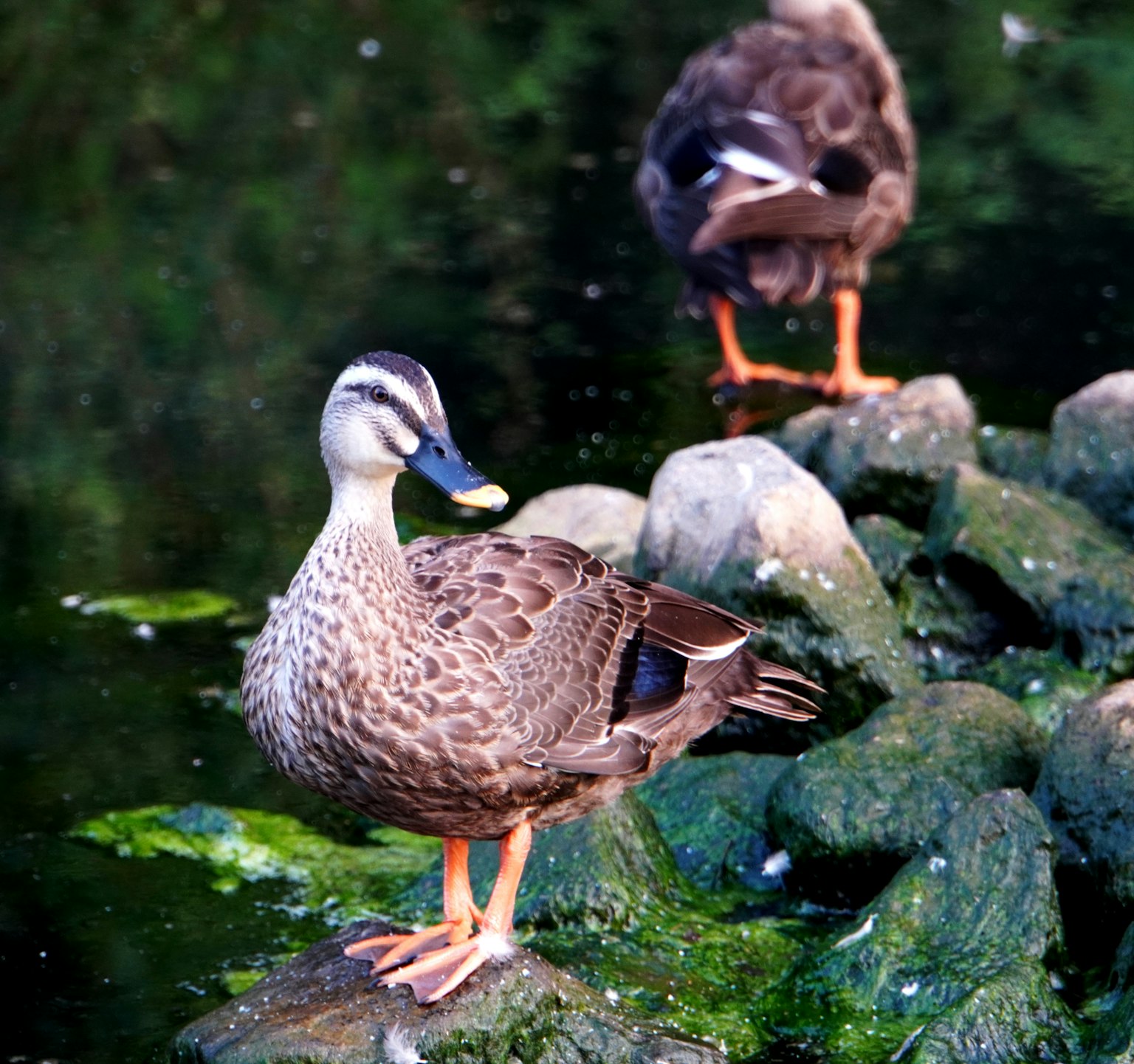 Ente steht auf Steinen am Wasser mit einer anderen Ente im Hintergrund