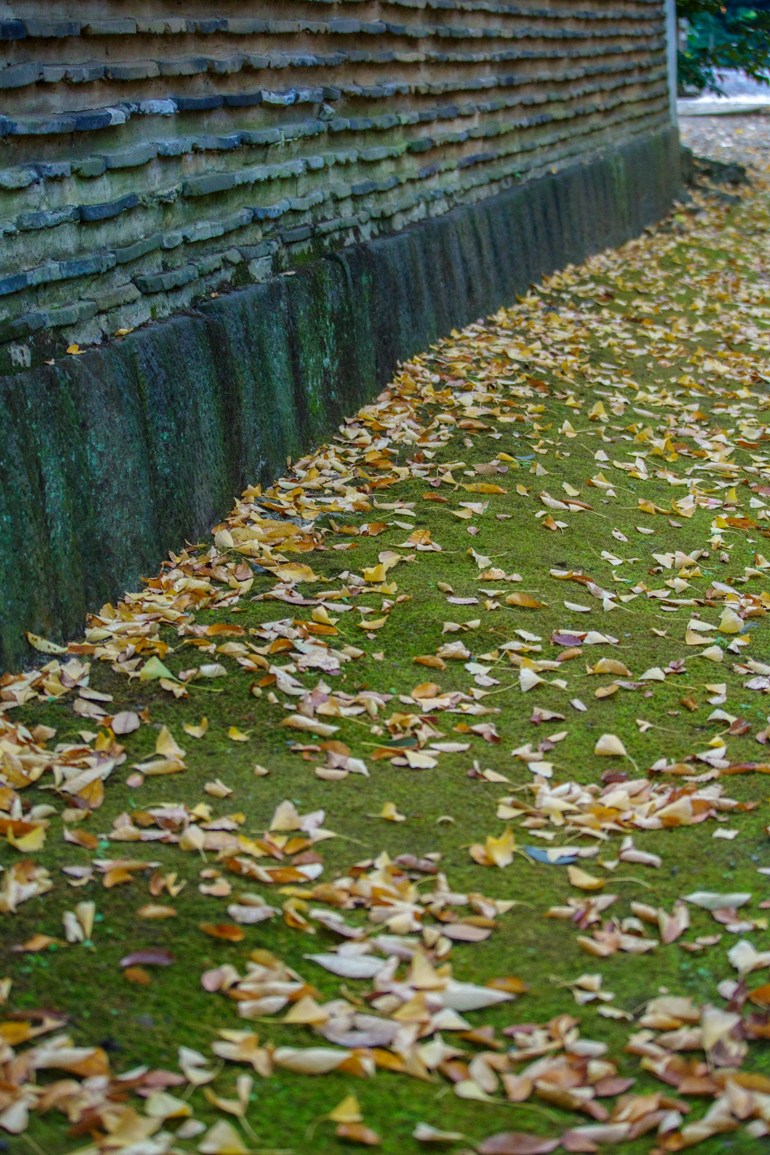 Feuilles d'automne éparpillées sur un sol recouvert de mousse à côté d'un mur