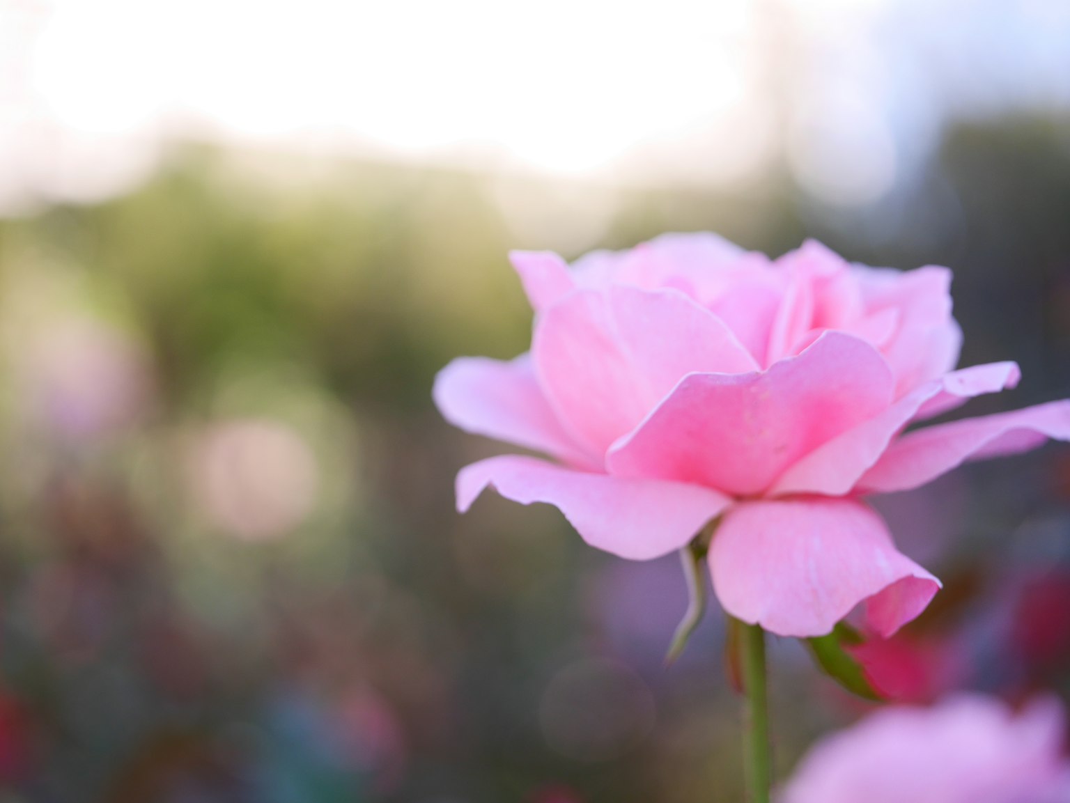 A beautiful pink rose in bloom with a blurred background
