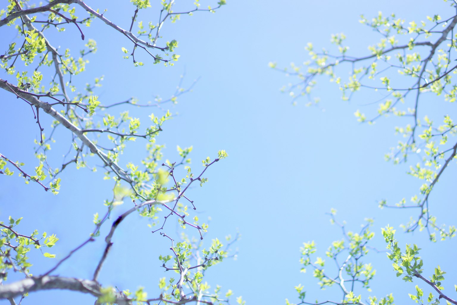 Ramas de árbol con hojas verdes frescas contra un cielo azul