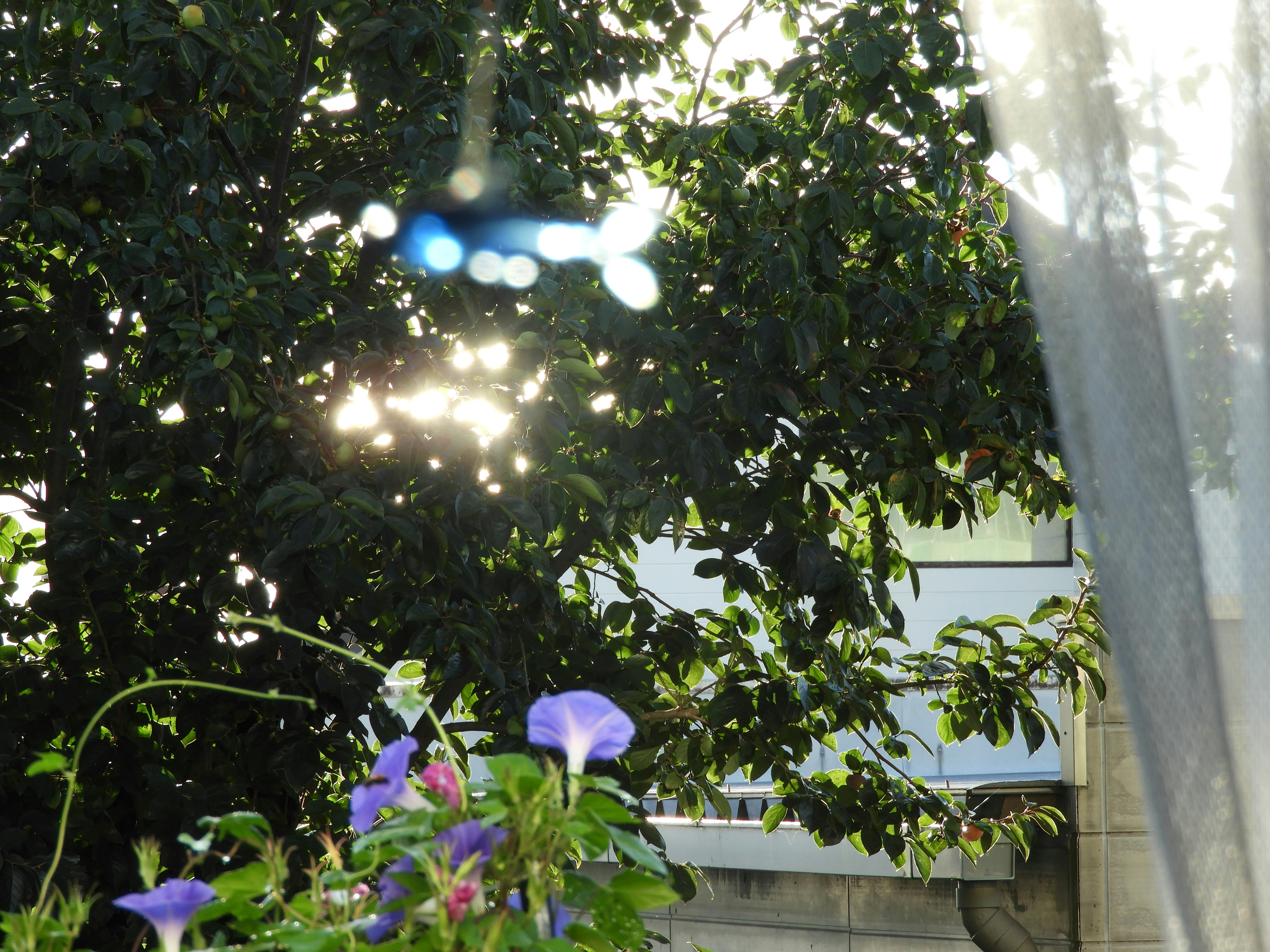 朝顔の花が茂る木陰の風景