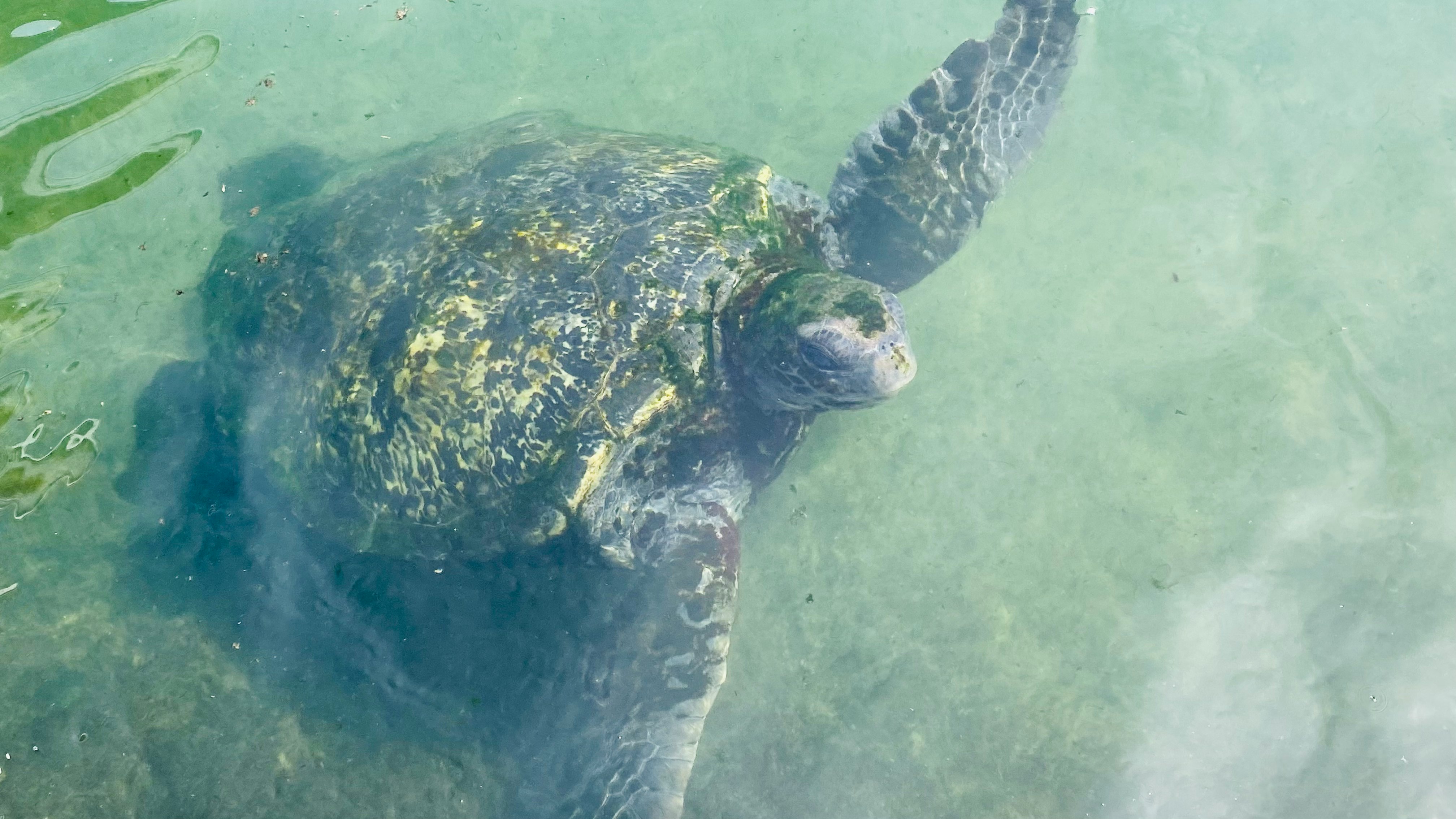 underwater view of a sea turtle swimming near the water surface