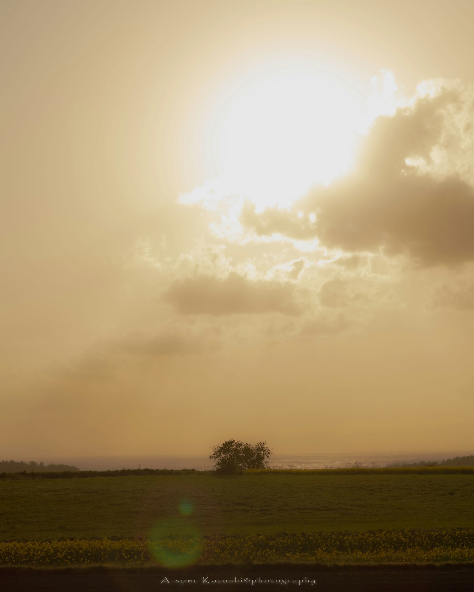 Weite Wiese unter einem strahlenden Sonnenuntergang mit einem einsamen Baum