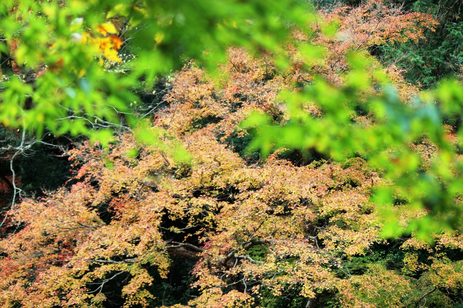 Eine Landschaft mit herbstlichem Laub, umgeben von grünen Blättern