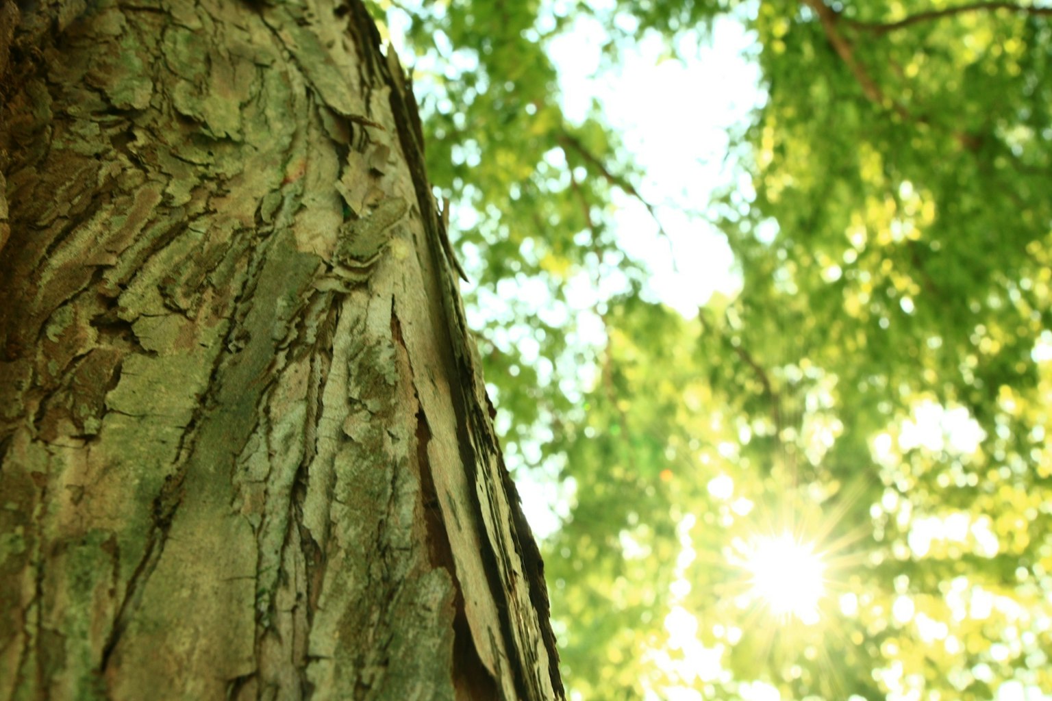 Close-up of tree bark with sunlight filtering through green leaves