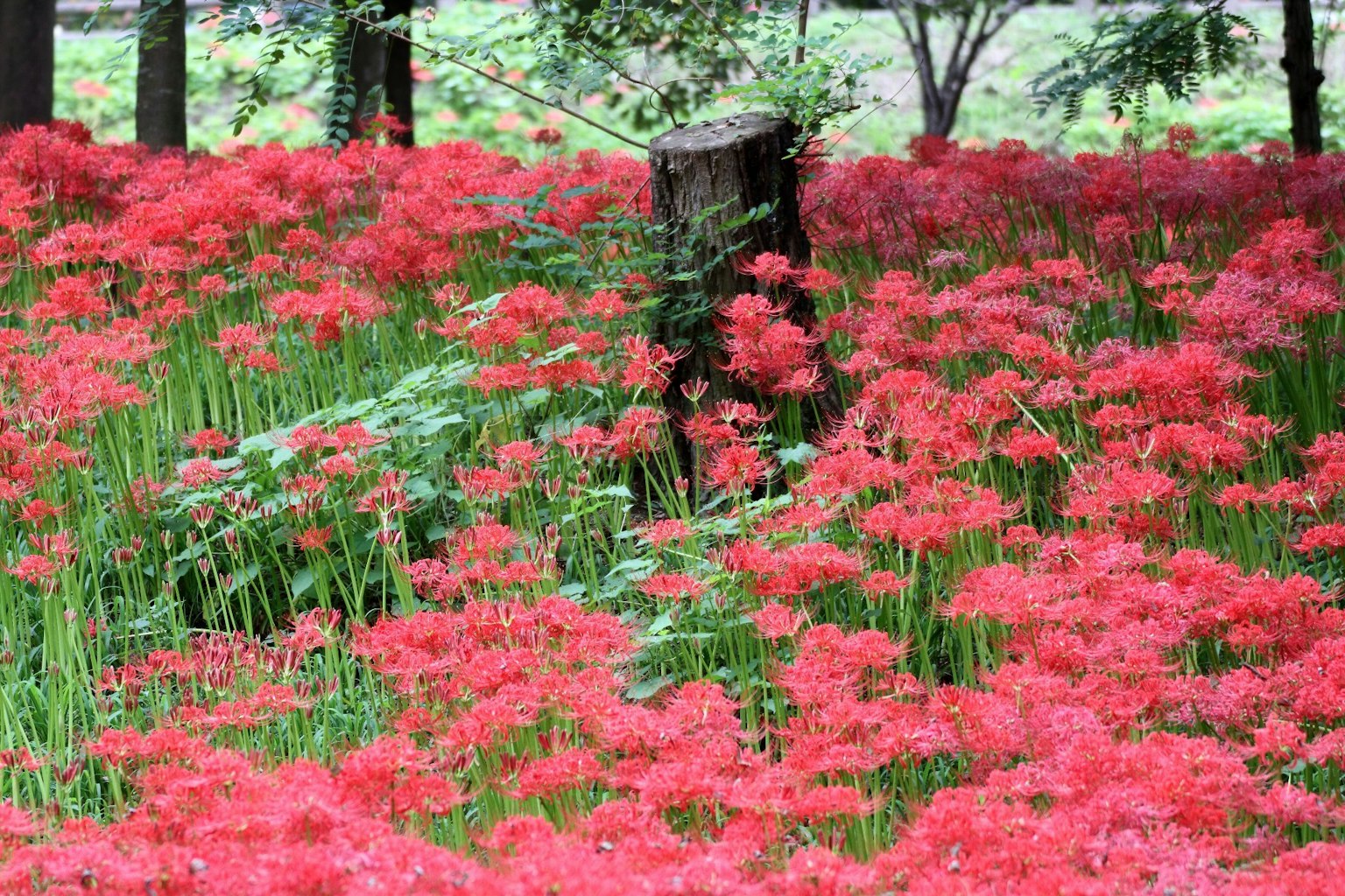 A lush field of red spider lilies in a forest setting